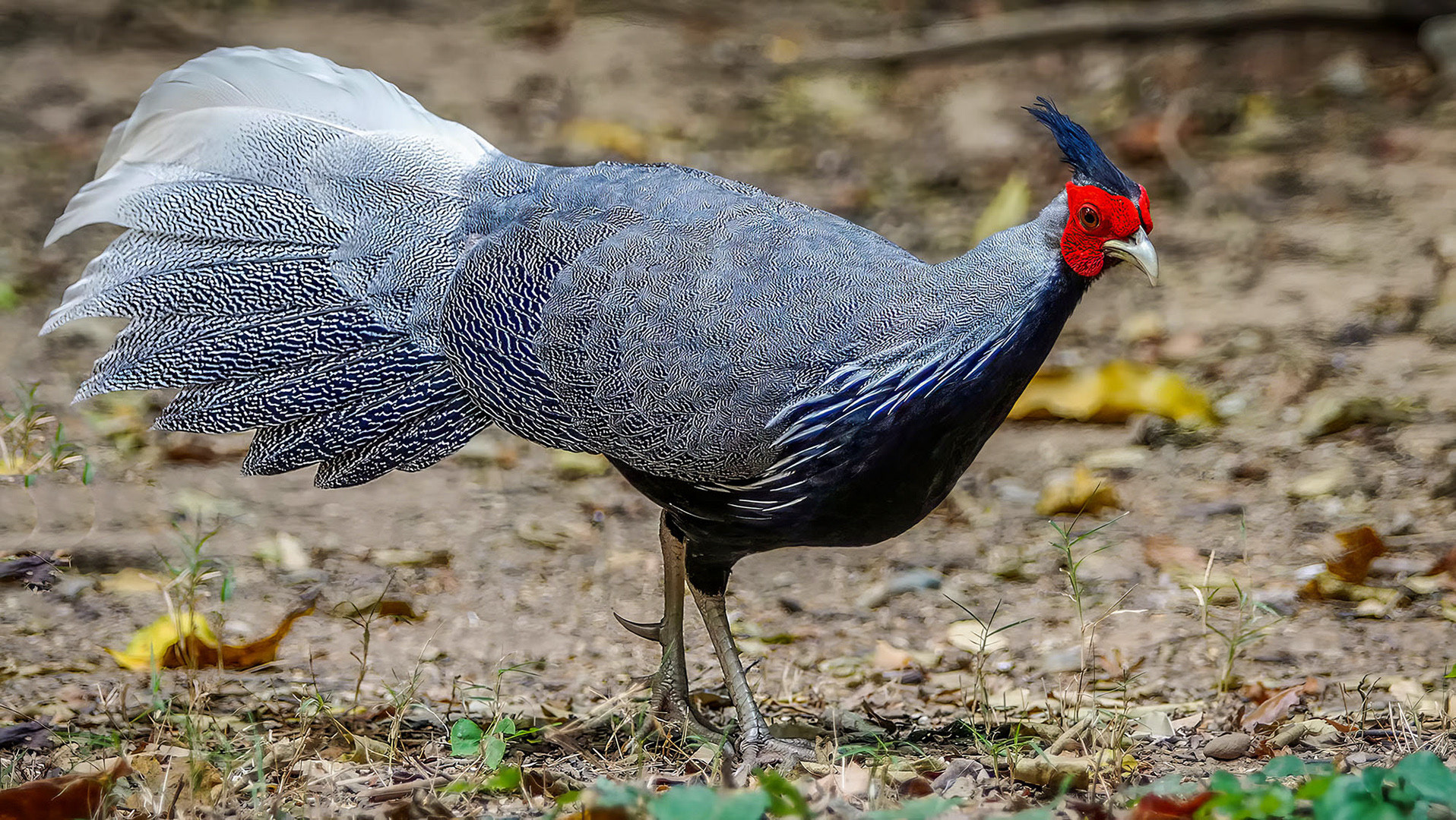 Fasane und Hühnervögel