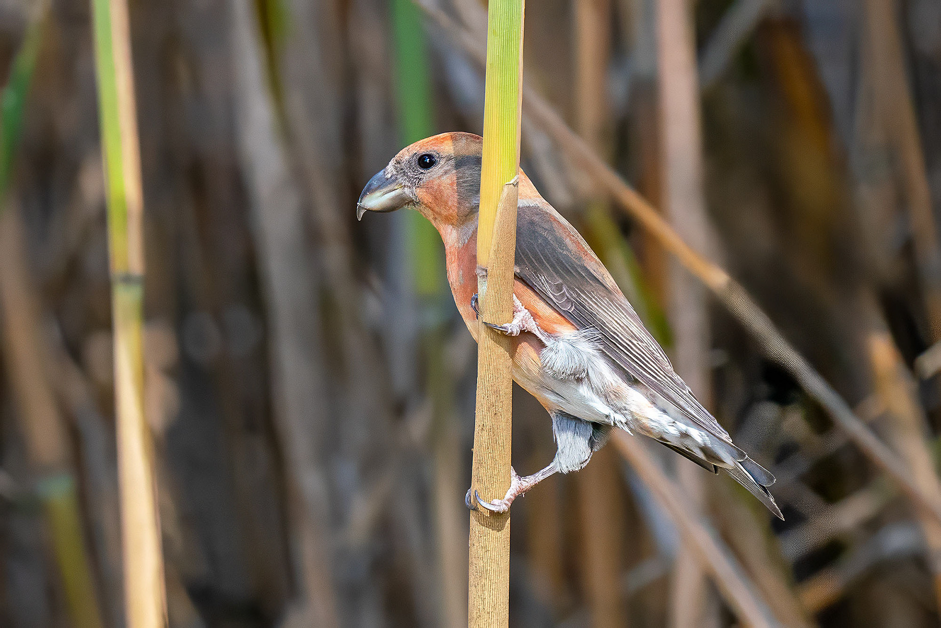 male