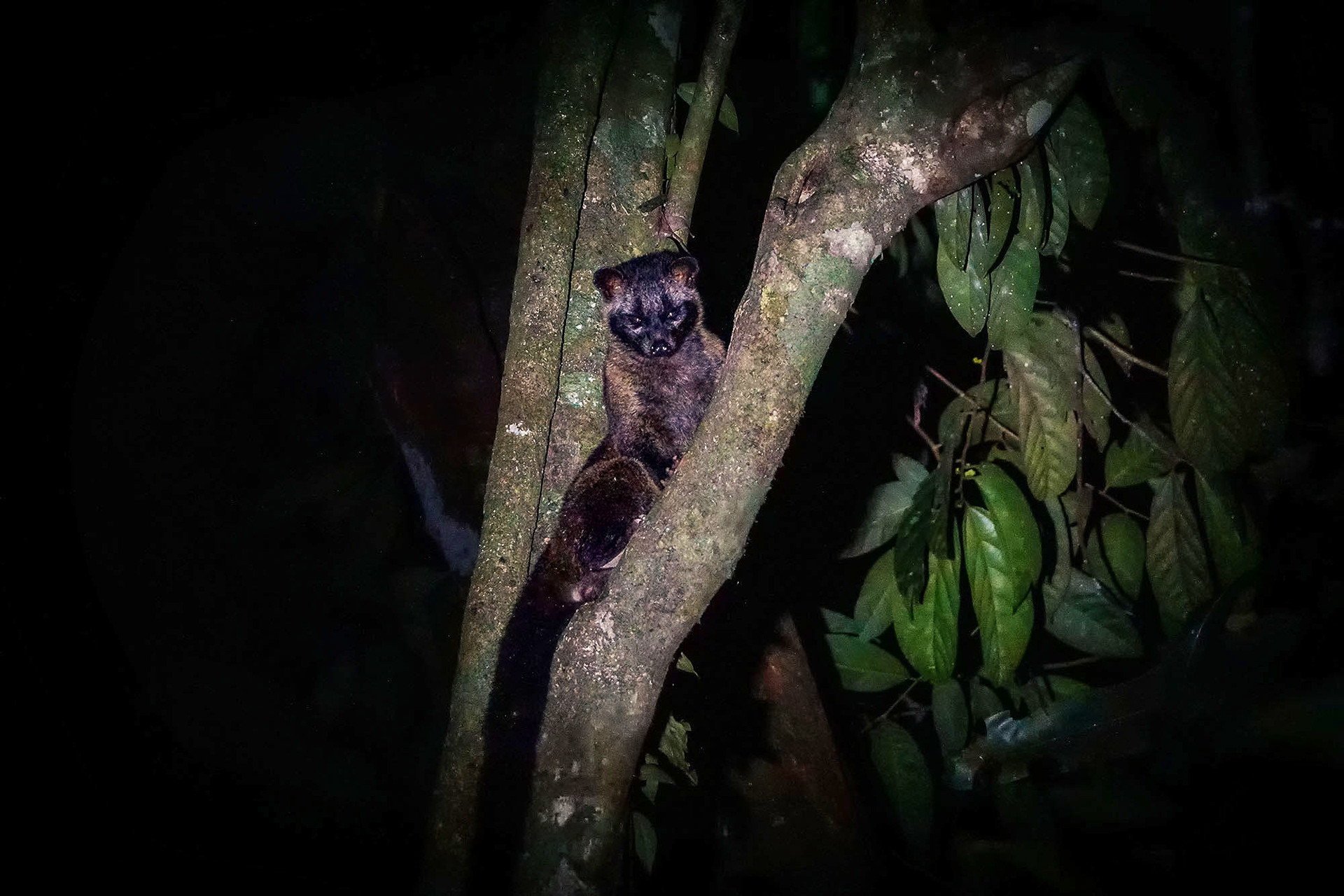 Fleckenmusang
