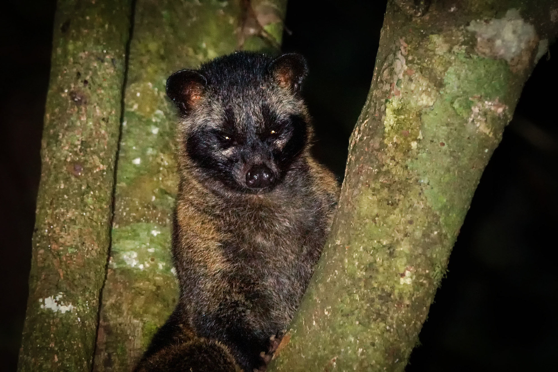 Fleckenmusang