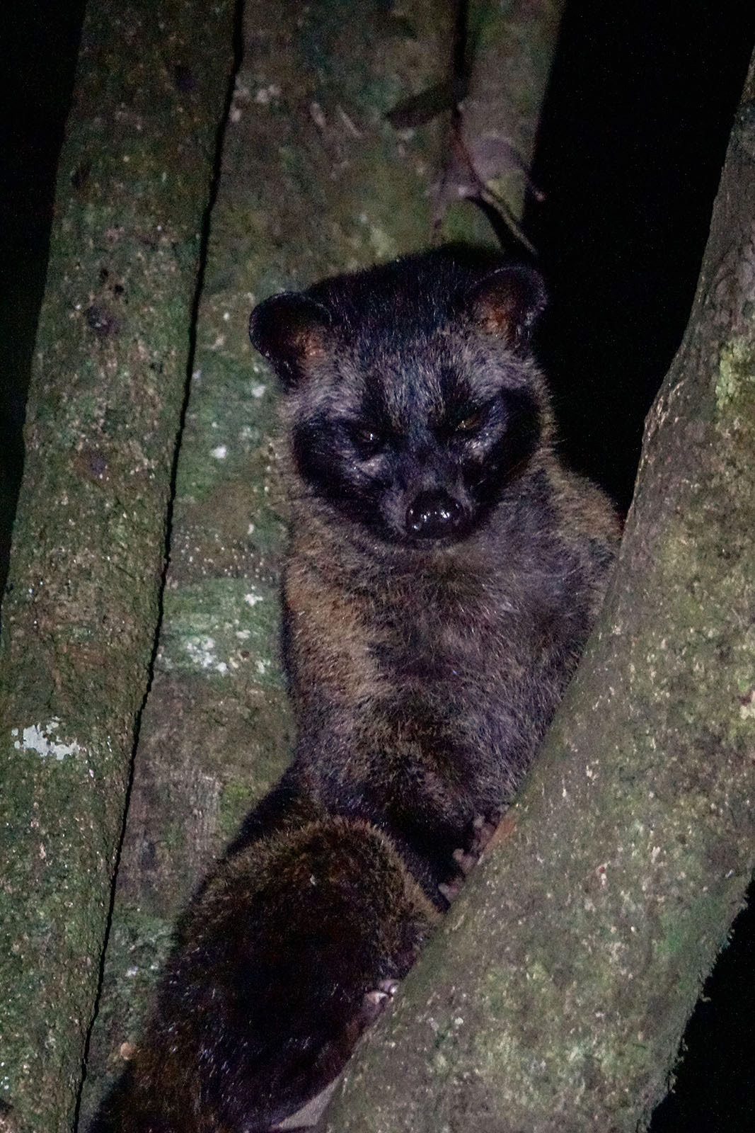 Fleckenmusang