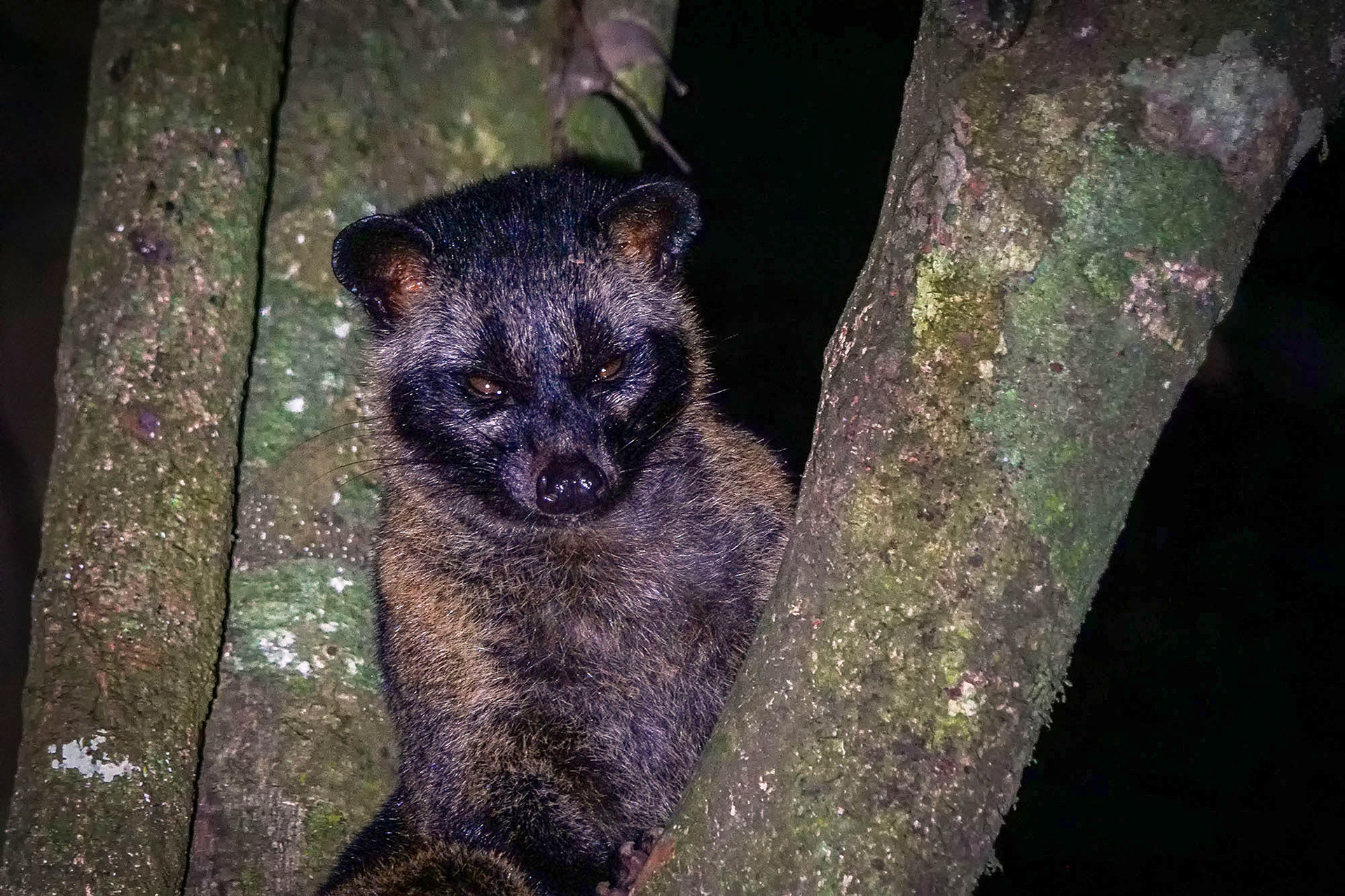 Fleckenmusang
