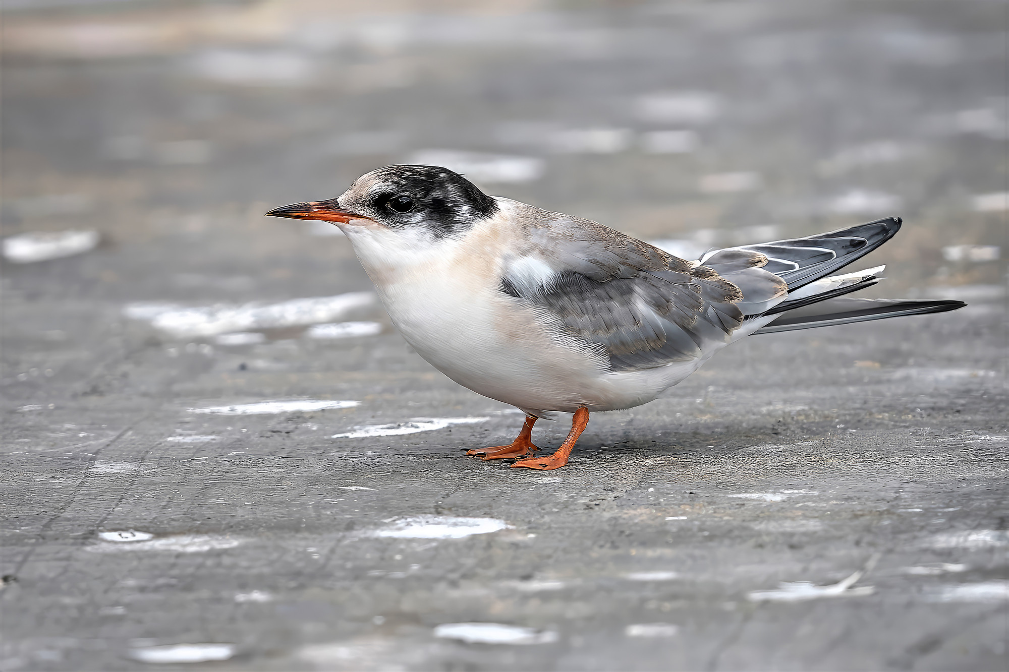 juvenile