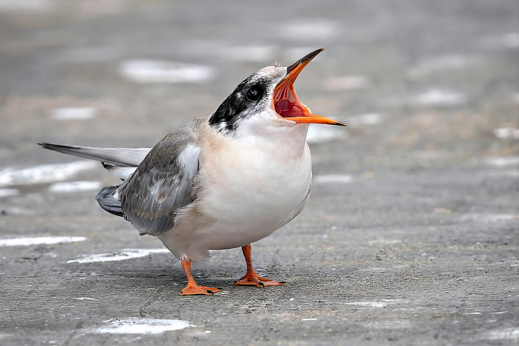 juvenile