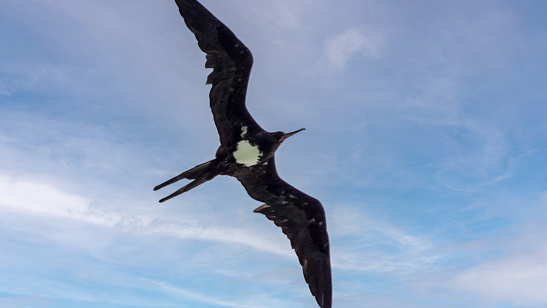 Fregattvögel