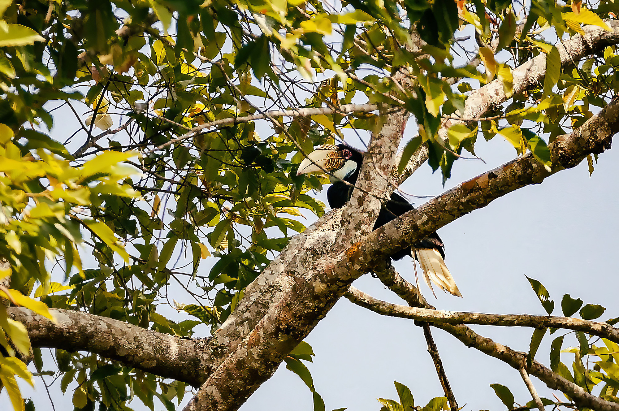 female