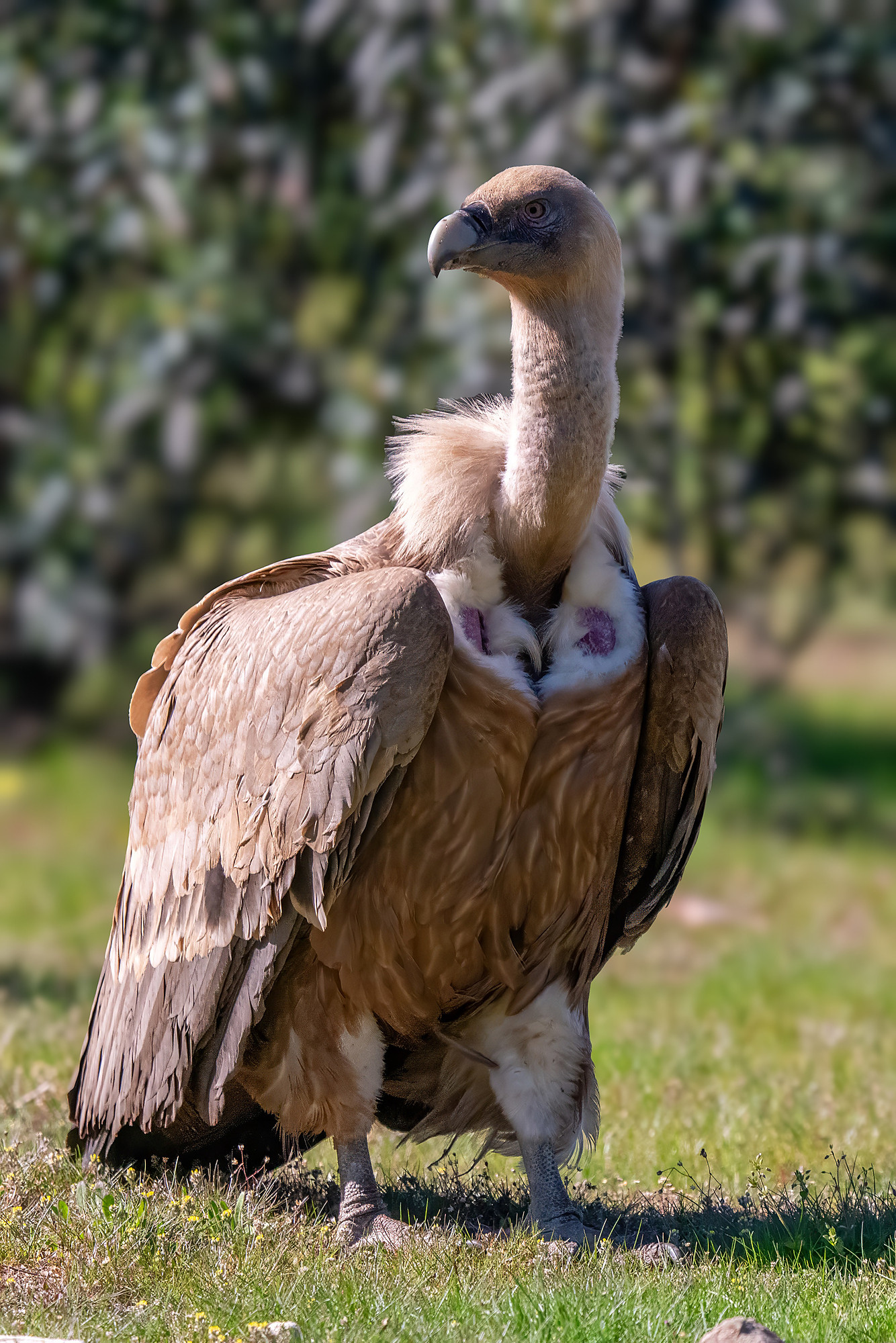 Gänsegeier