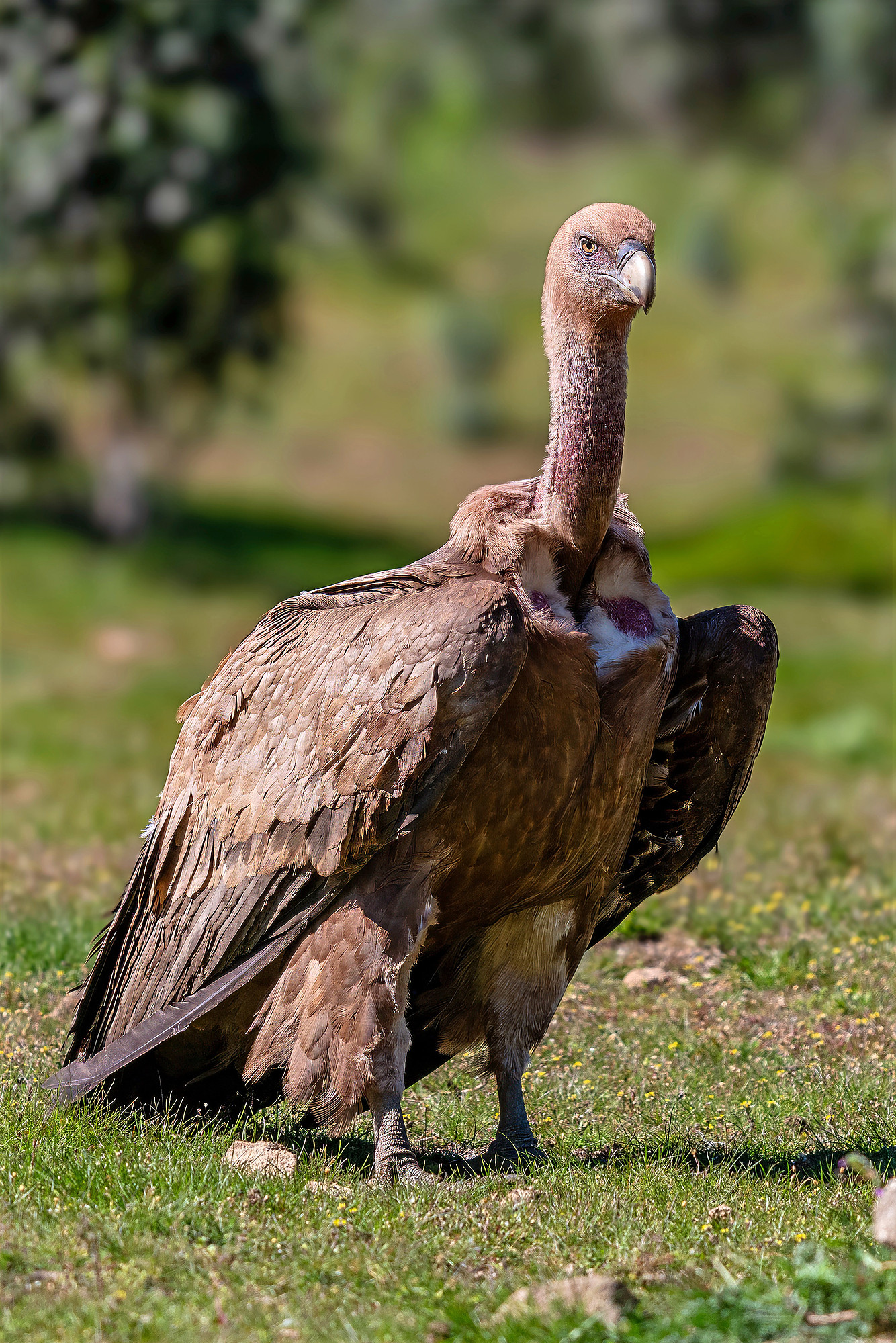 Gänsegeier