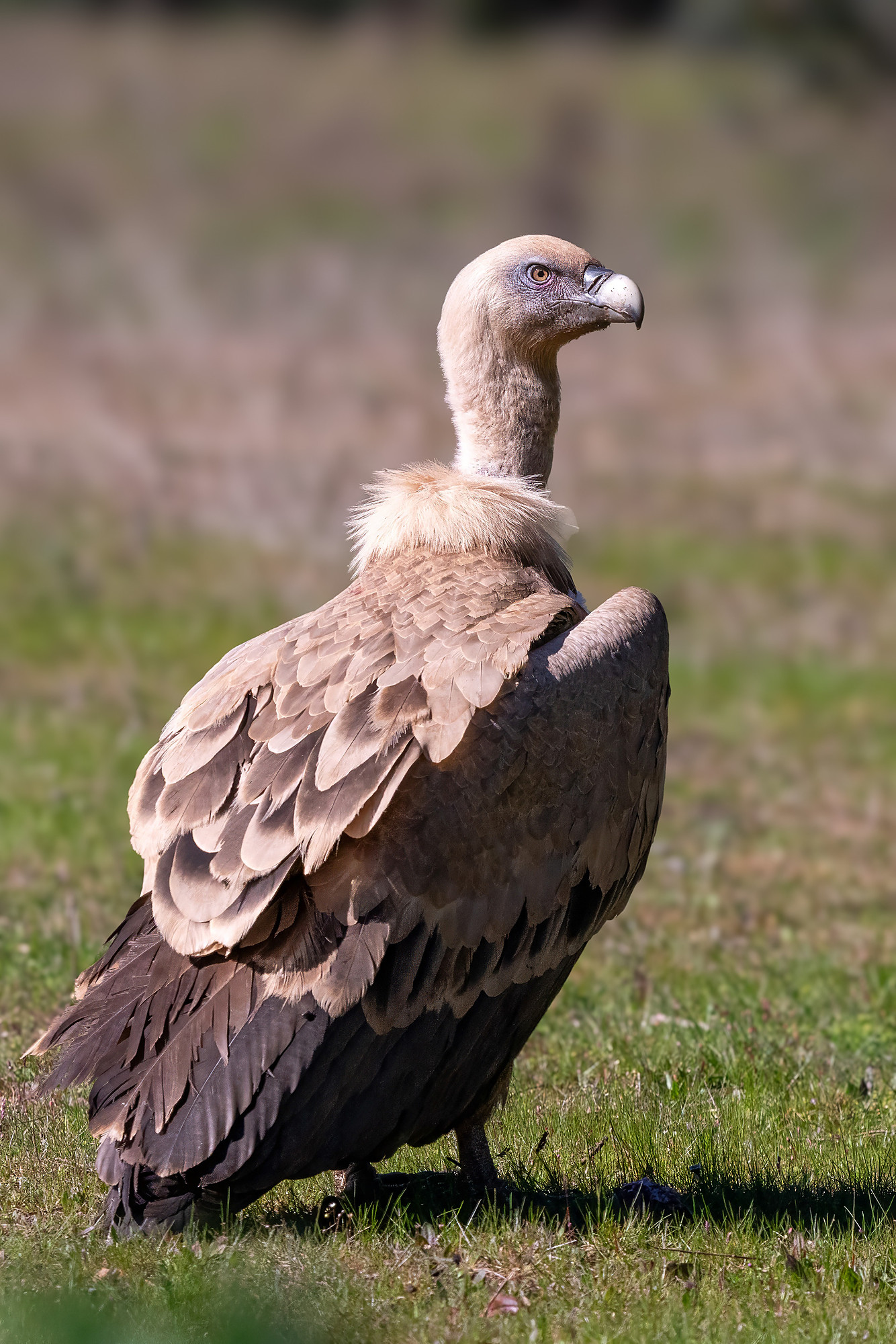 Gänsegeier