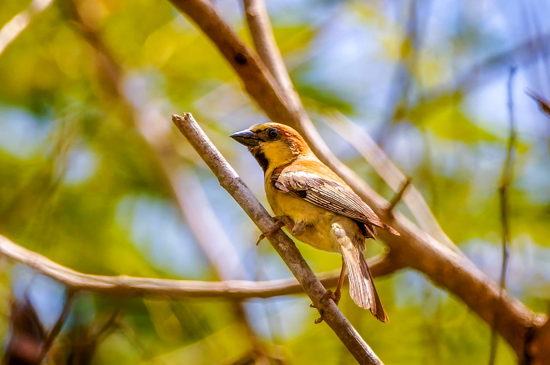 male