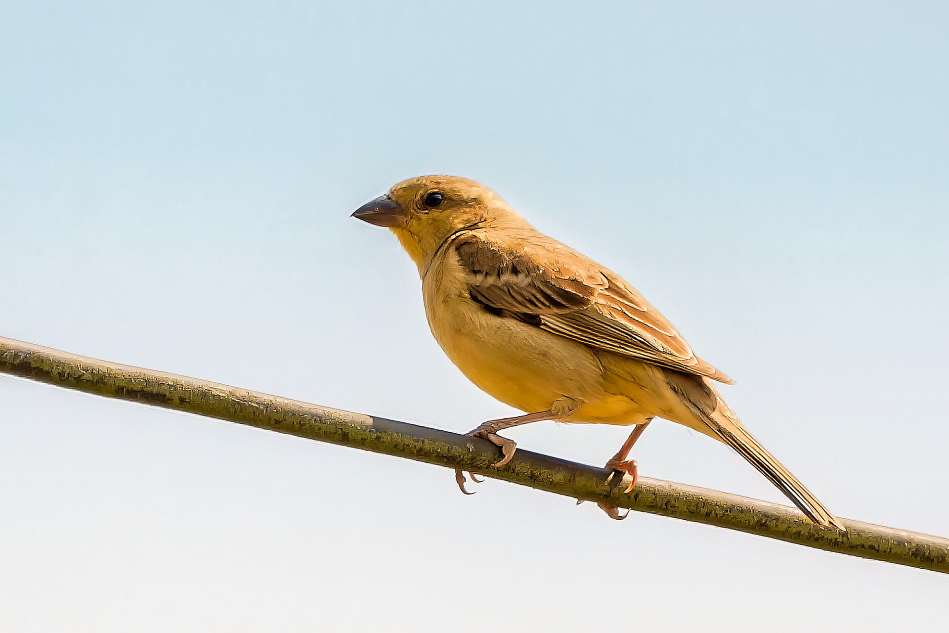 female