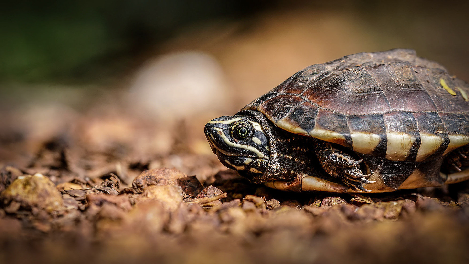 Glattrand-Erdschildkröte