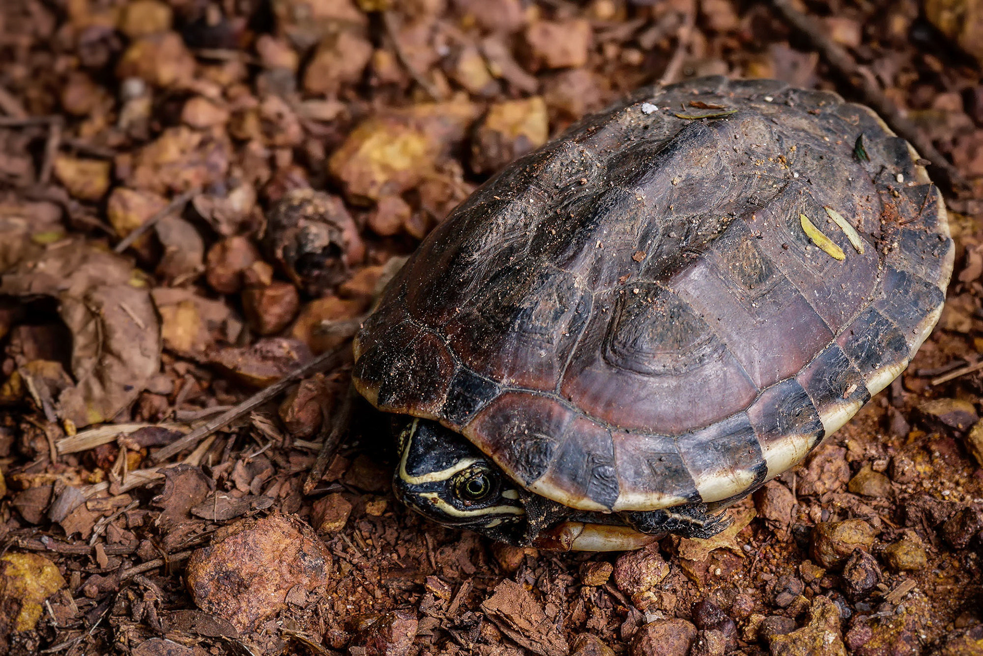 Glattrand-Erdschildkröte