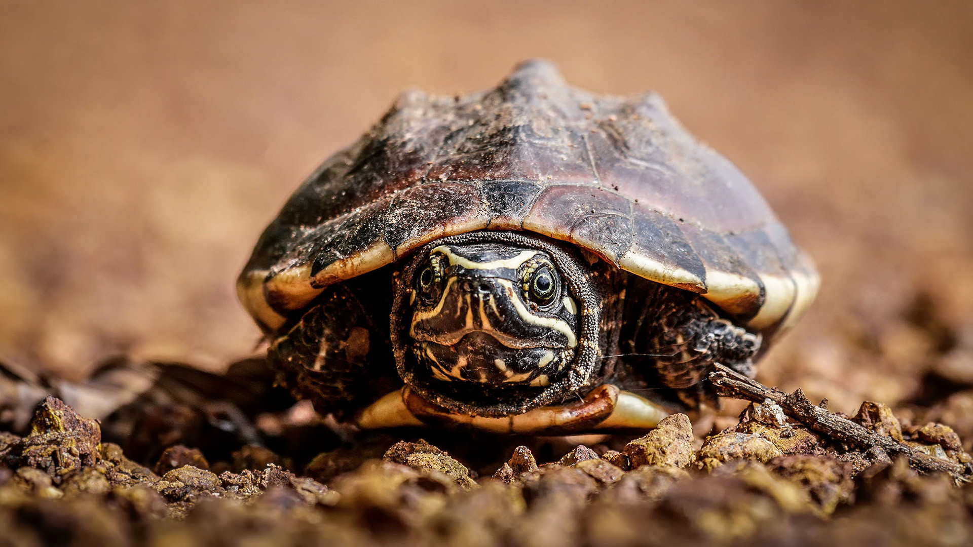 Glattrand-Erdschildkröte