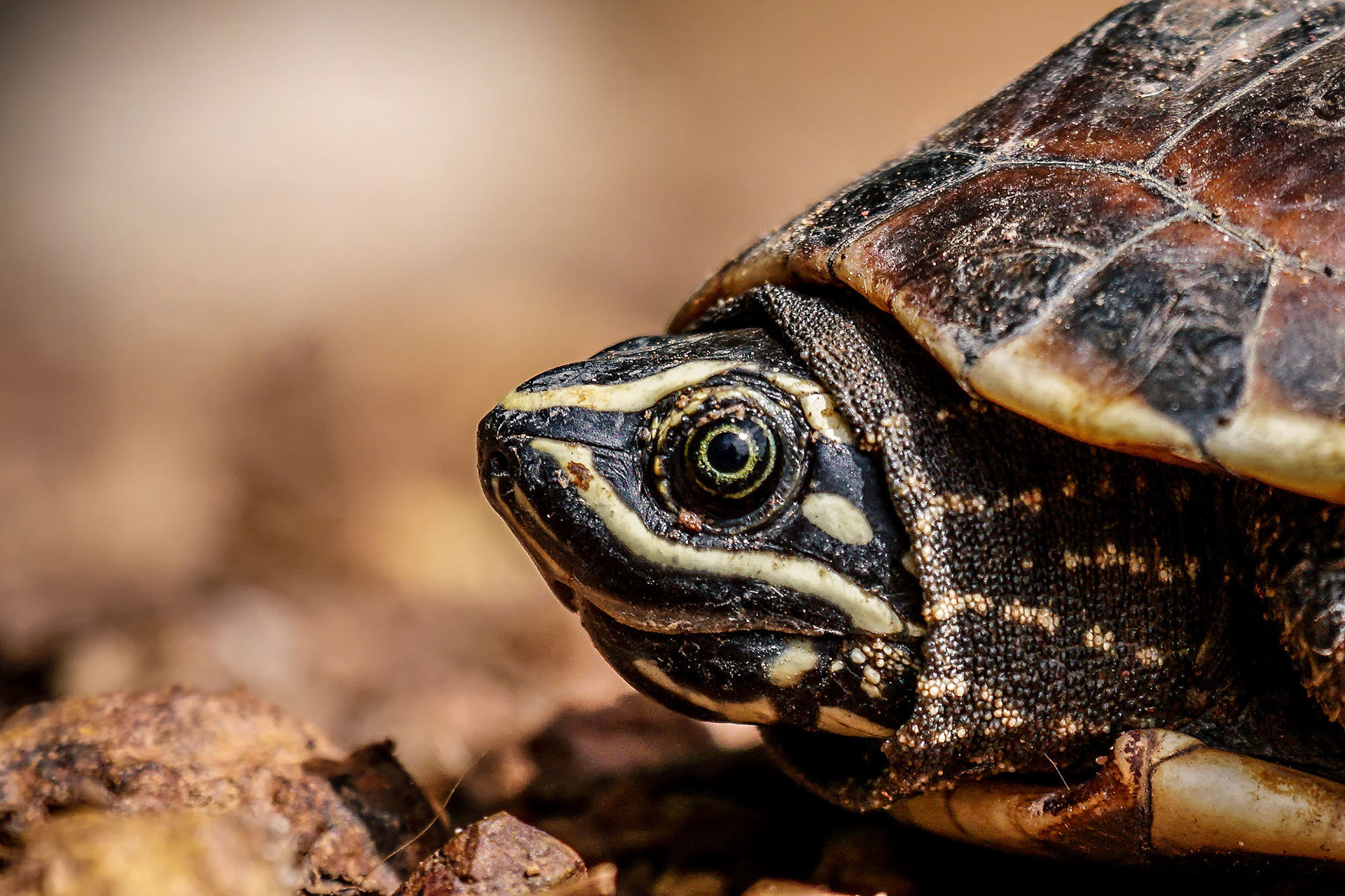 Glattrand-Erdschildkröte
