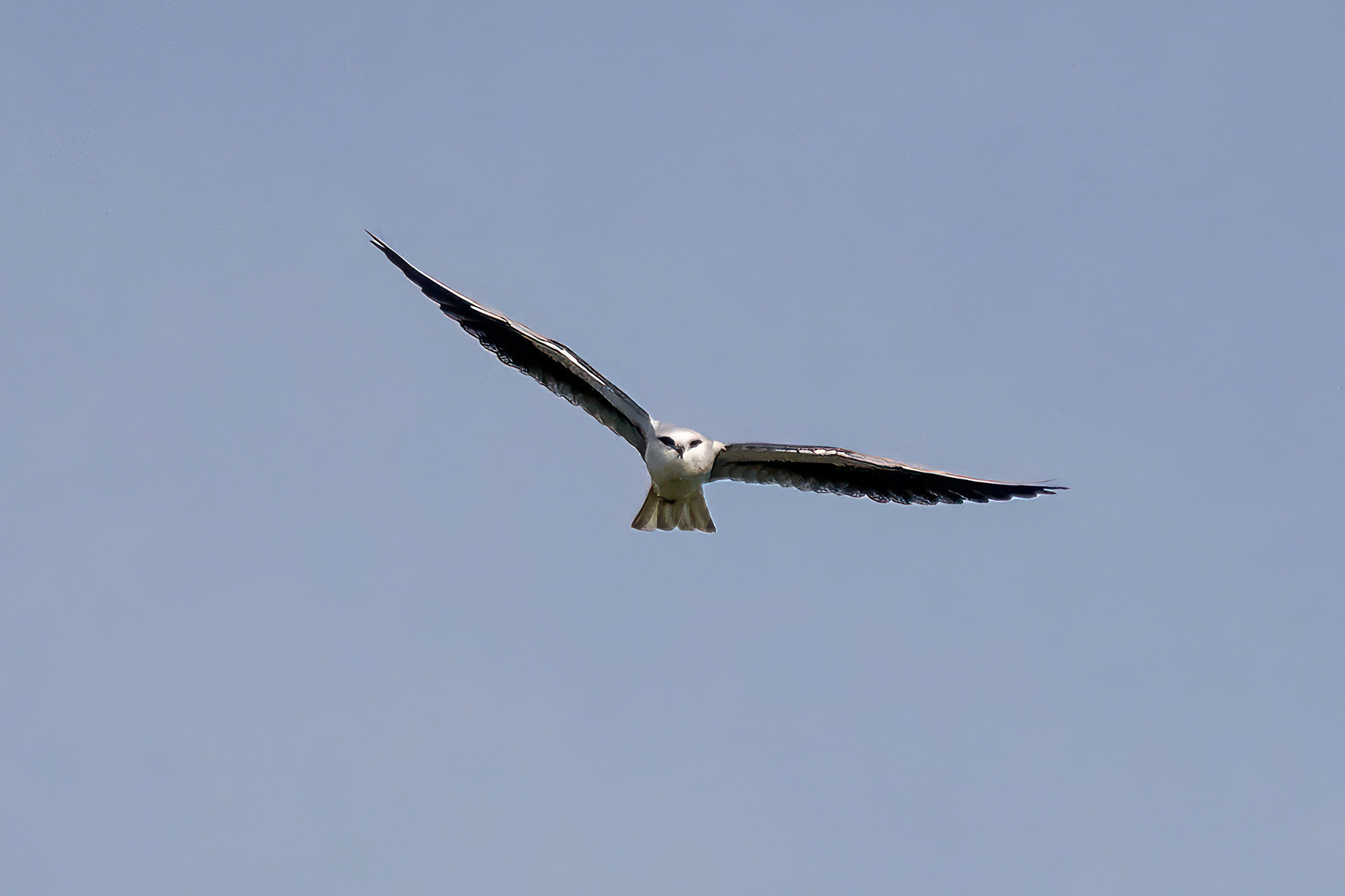 Gleitaar
