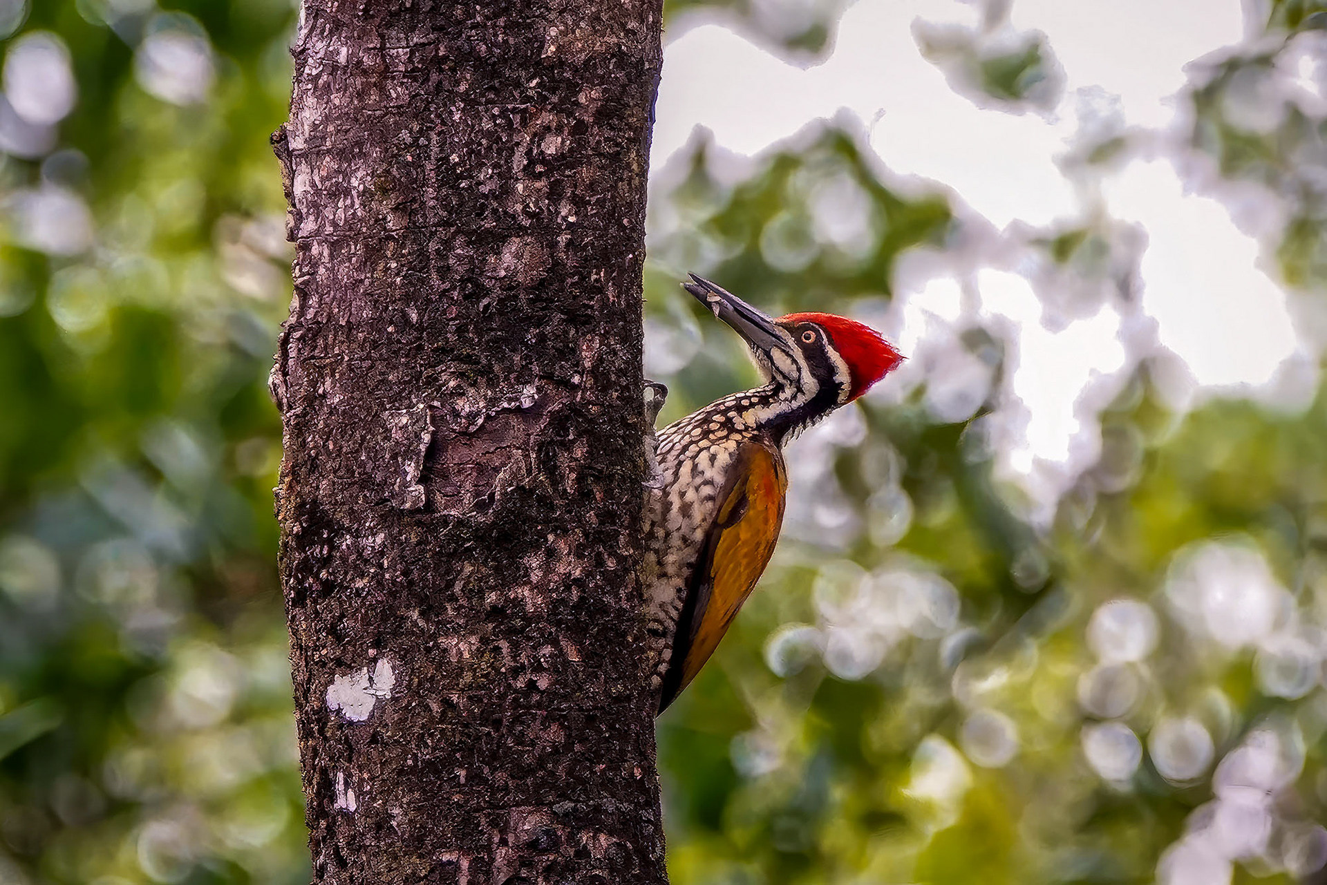 male