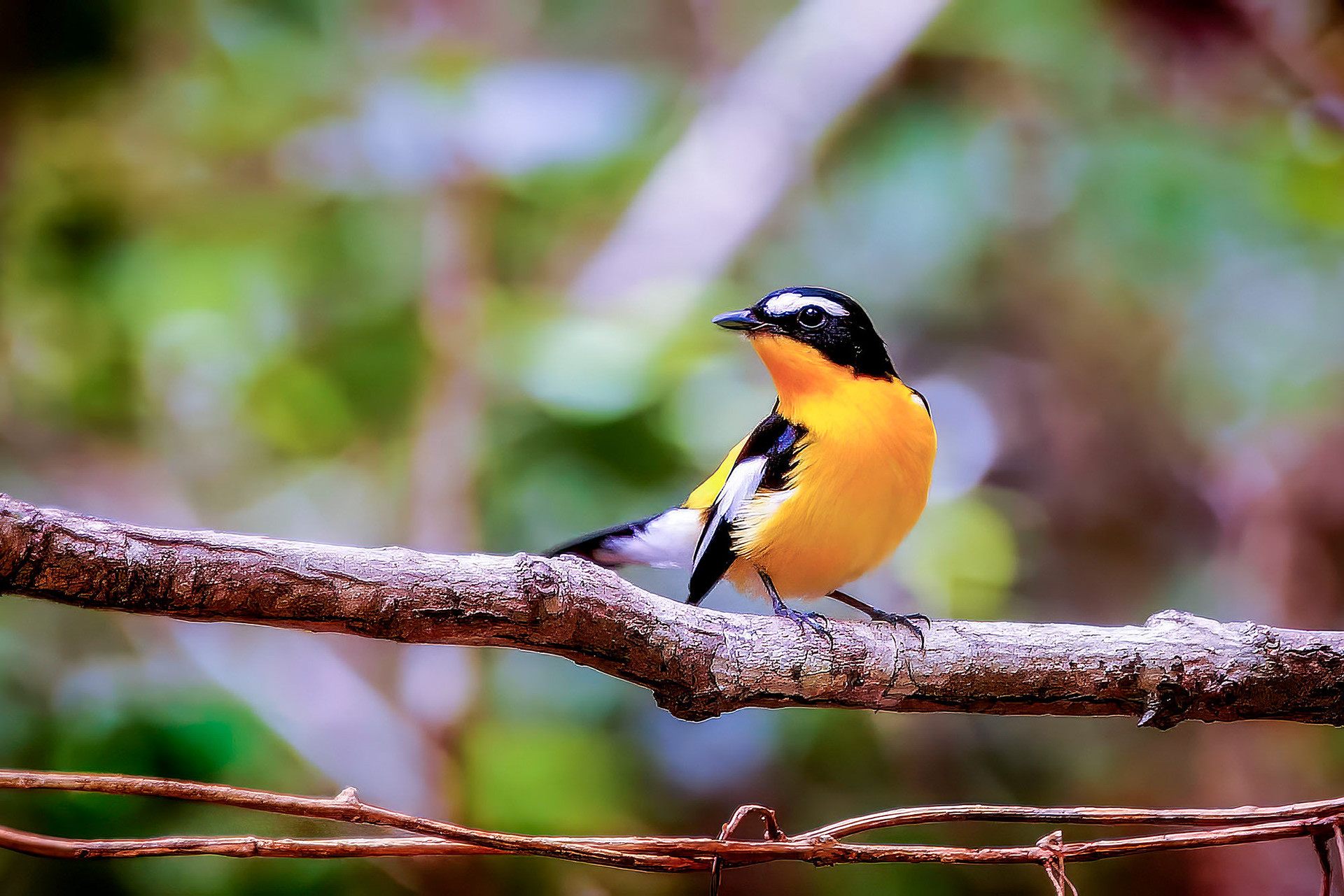 male