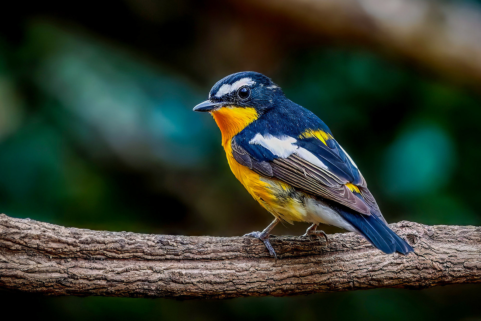 male