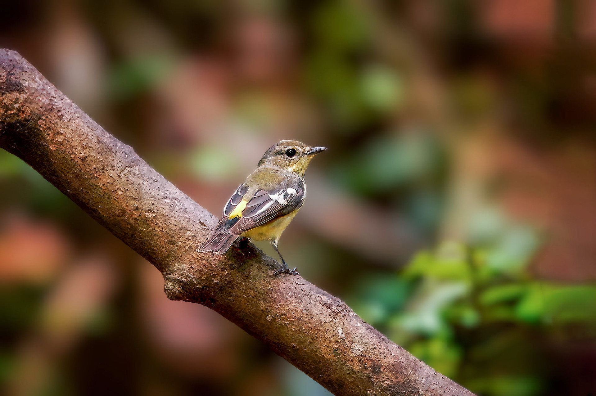 female
