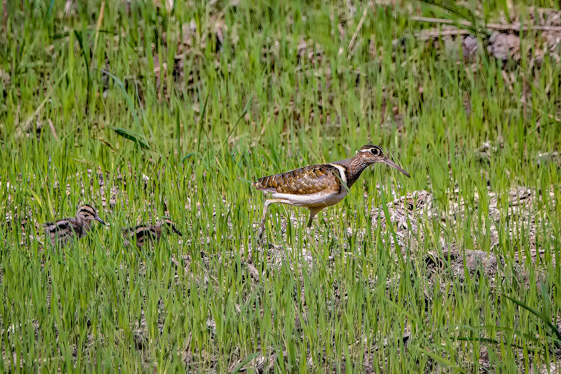 male mit Küken