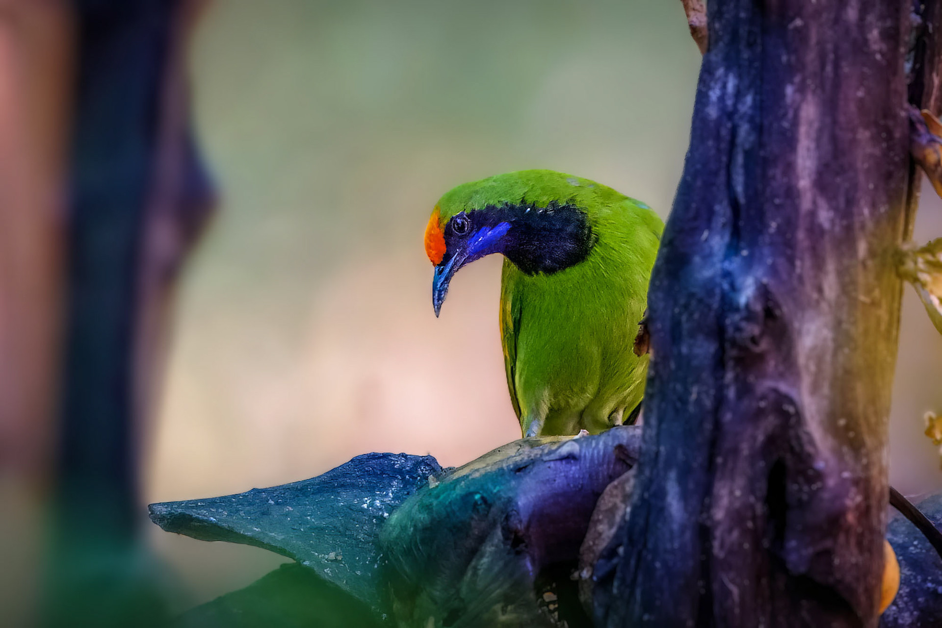adult