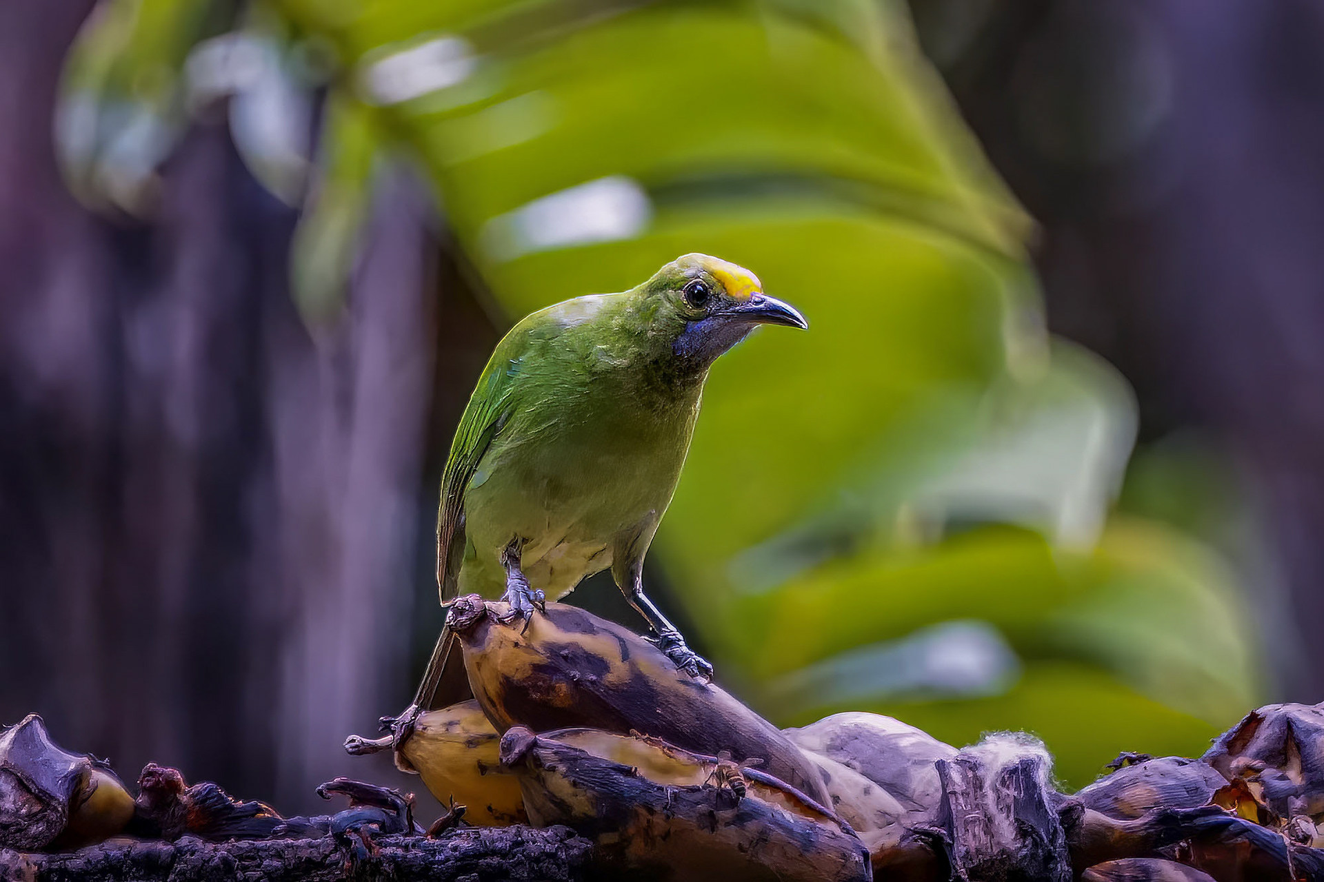 juvenile