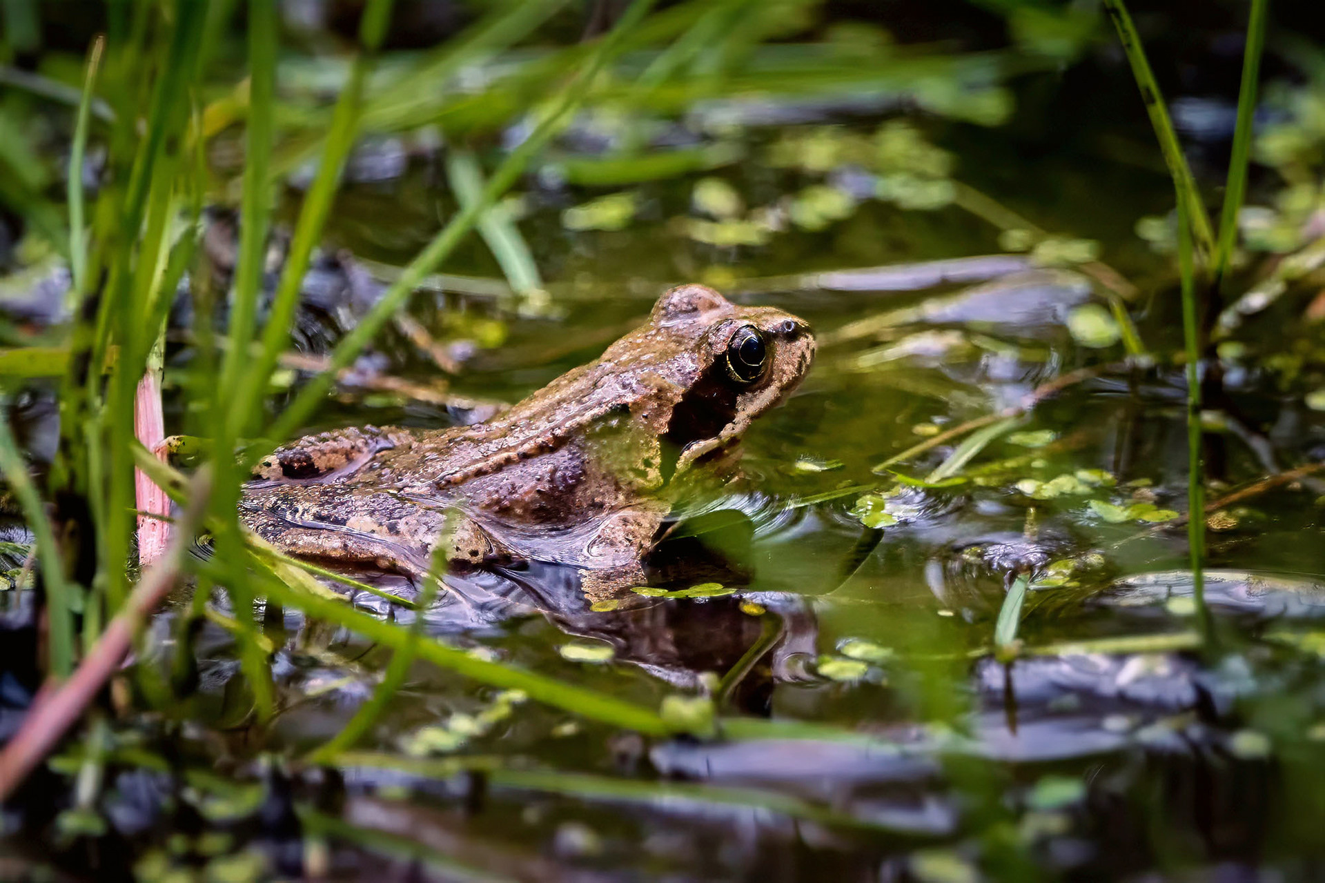 Grasfrosch