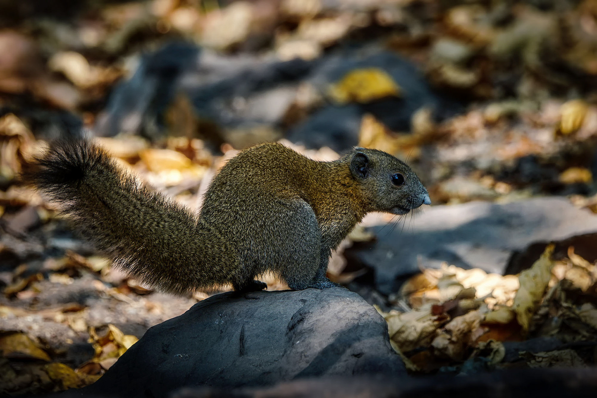 Graubauchhörnchen
