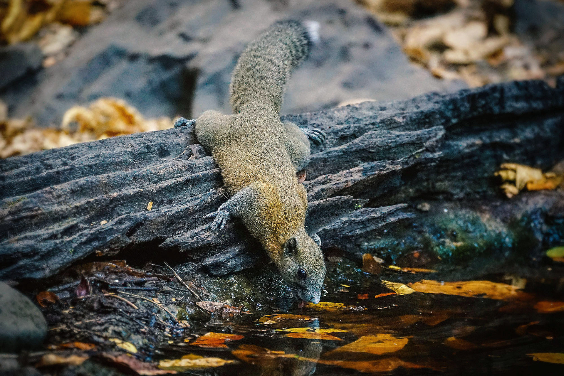 Graubauchhörnchen