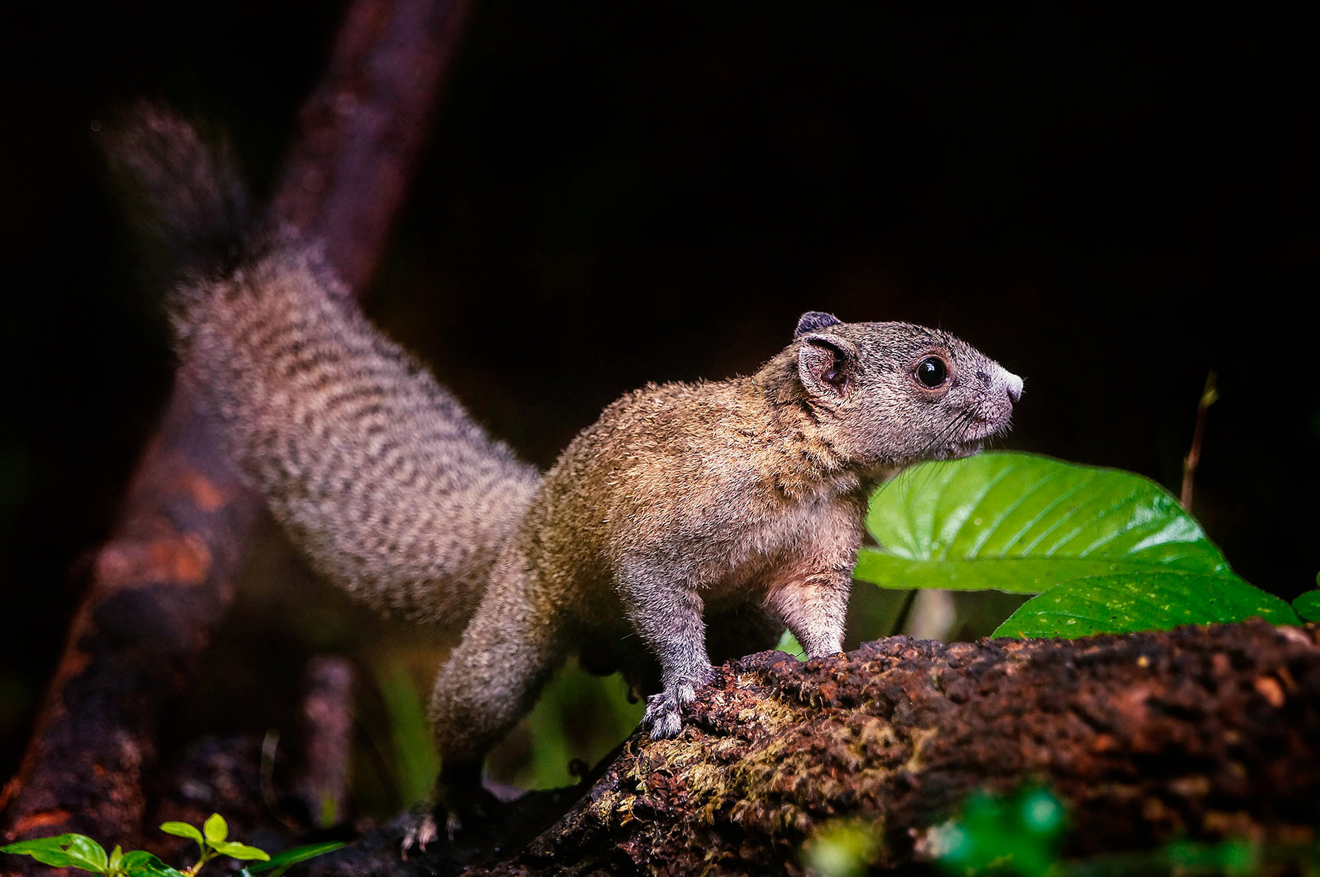 Graubauchhörnchen