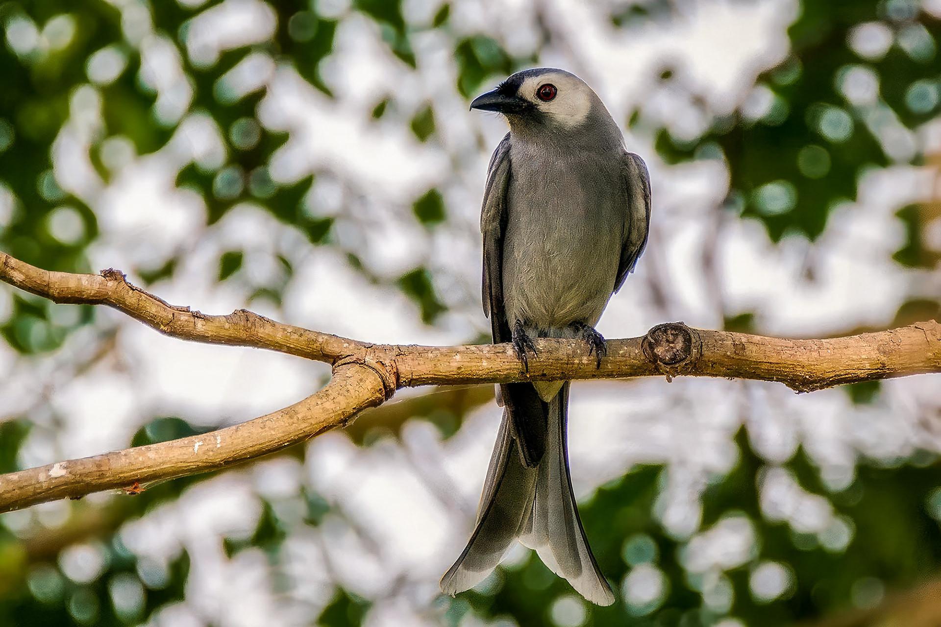 Graudrongo (leucogenis)
