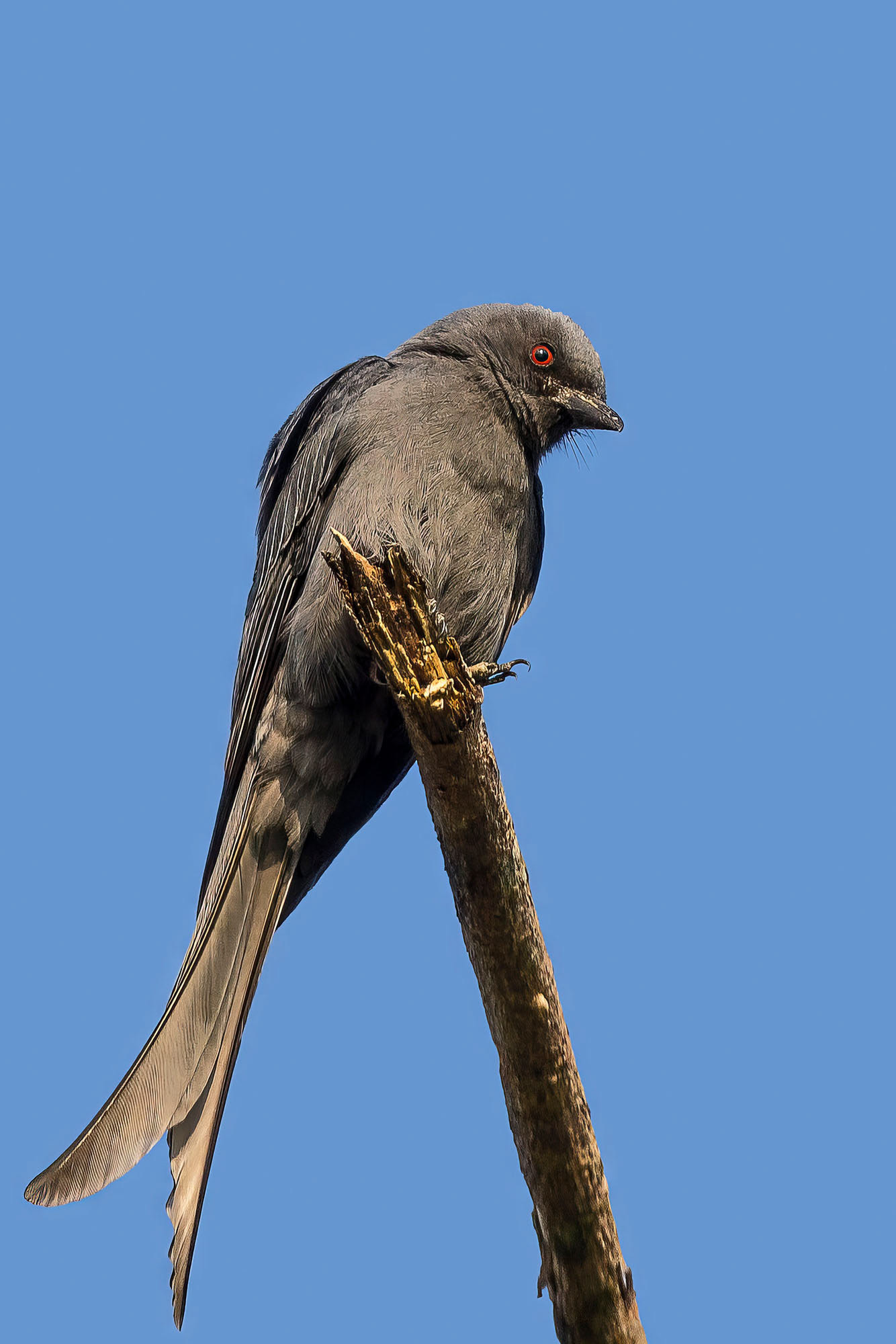 Graudrongo (mouhoti)