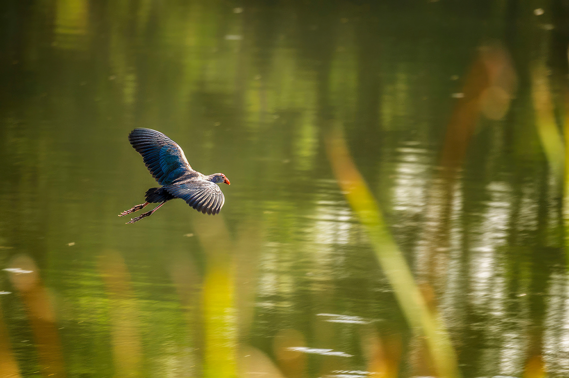 Graukopf-Purpurhuhn