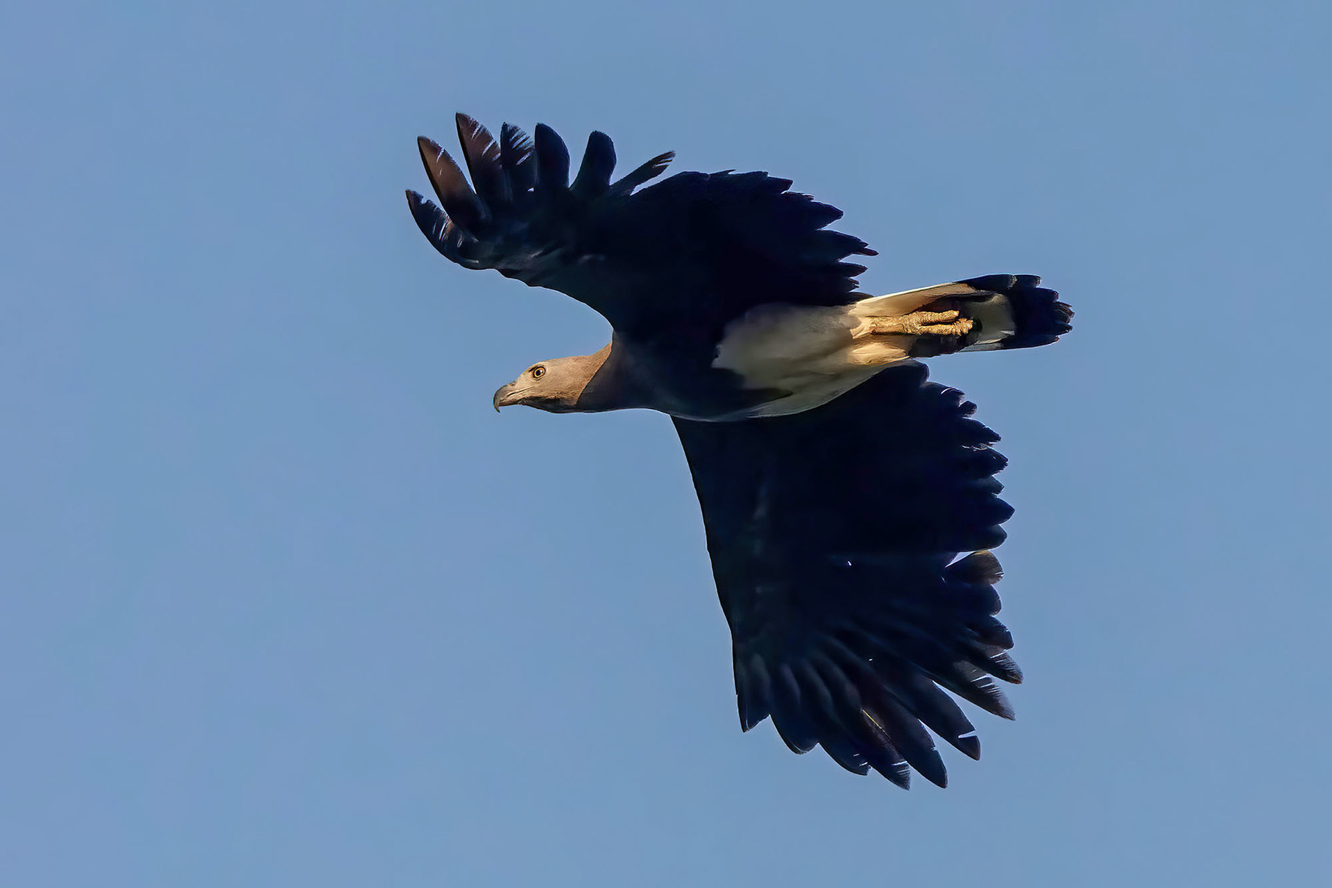 Graukopfseeadler