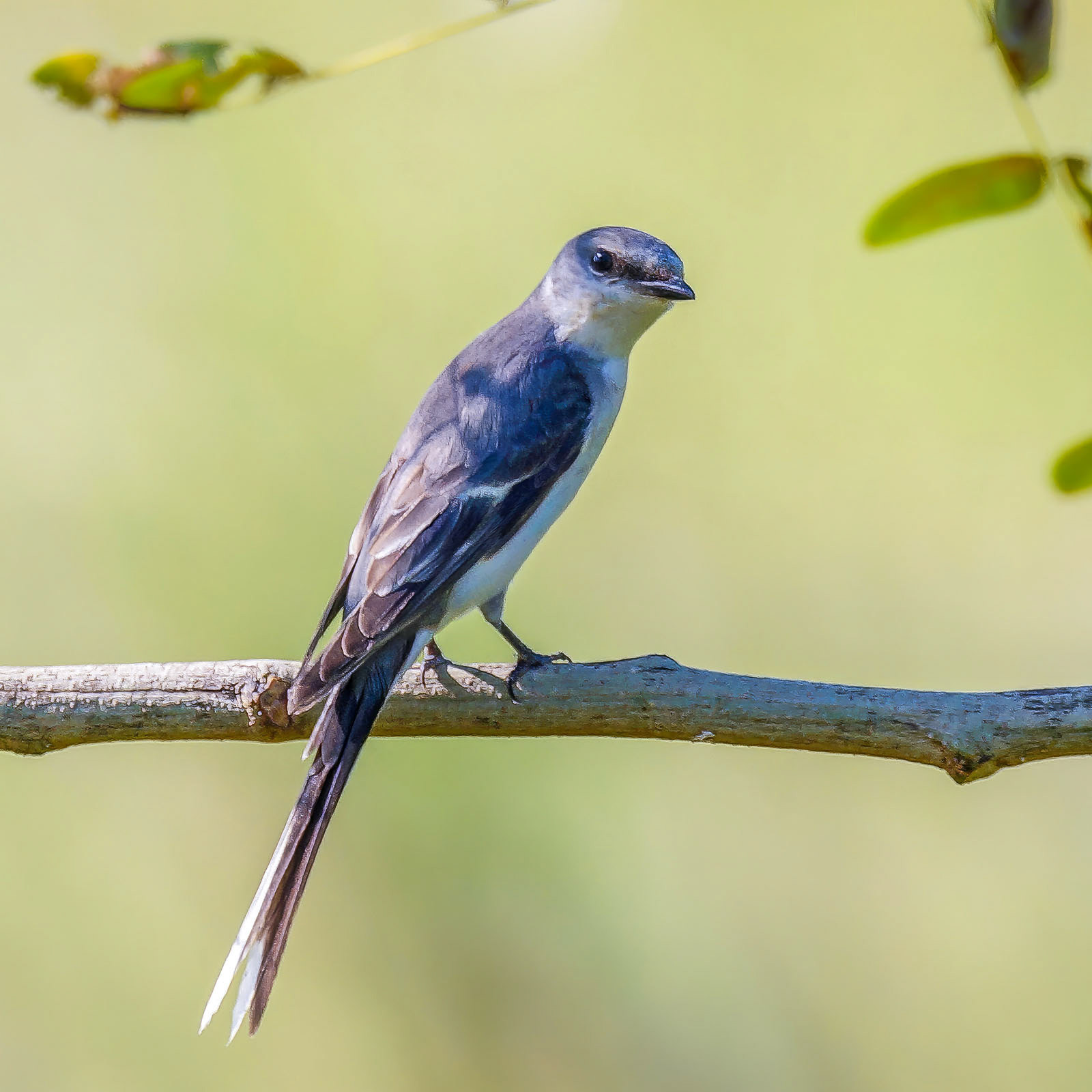Graumennigvogel