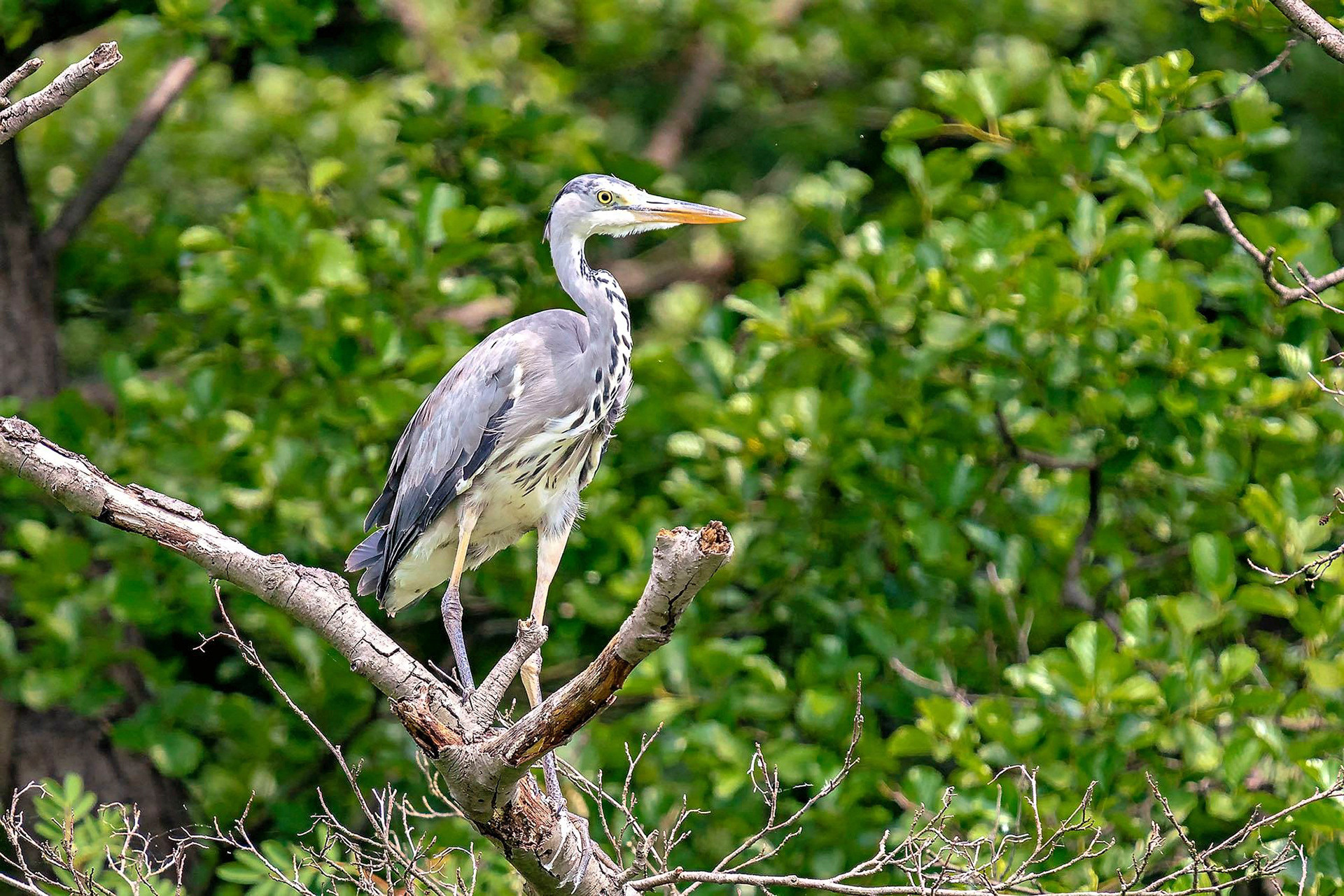 Graureiher