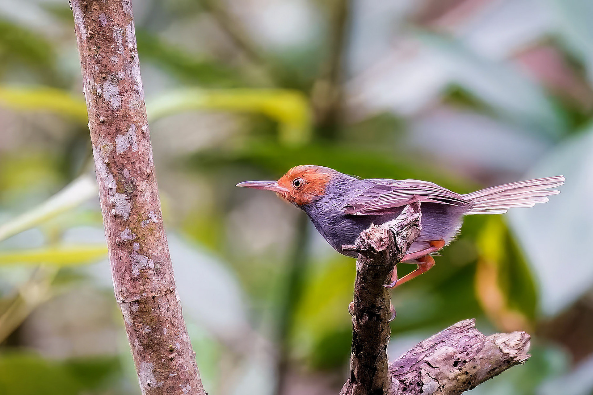 Grauschneidervogel
