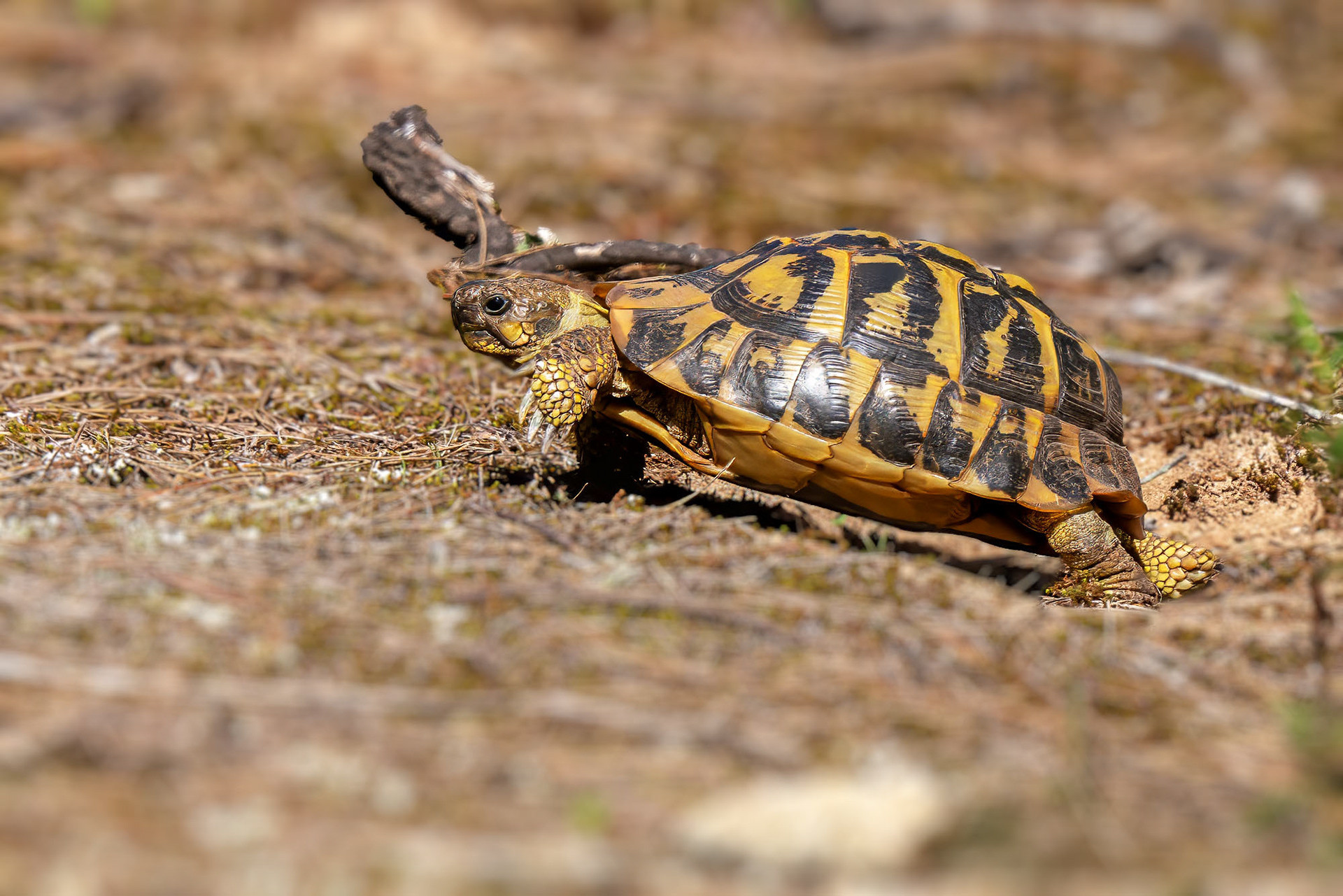 Griechische Landschildkröte