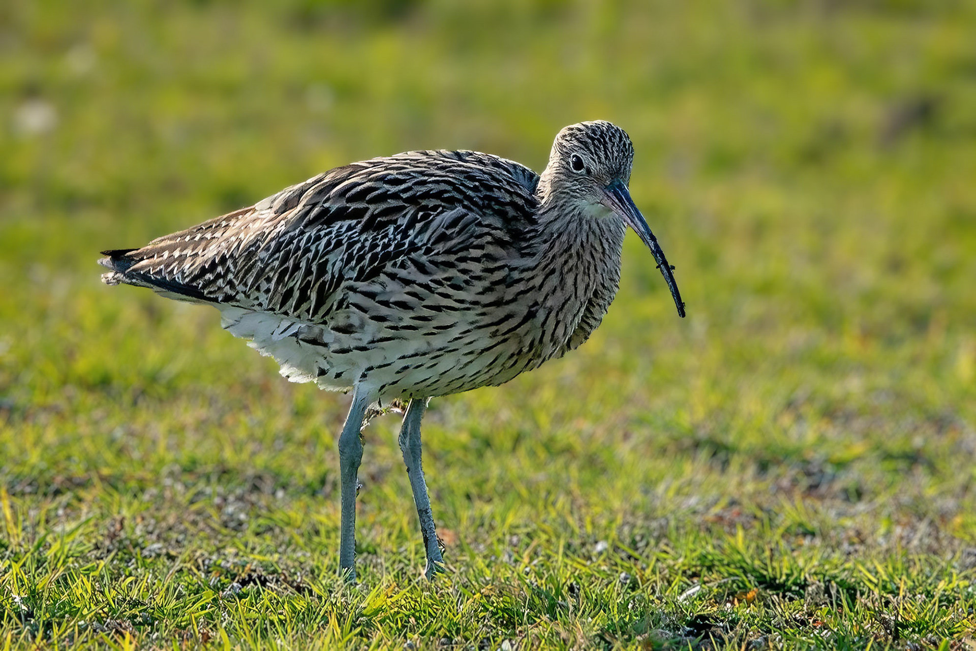 Großer Brachvogel