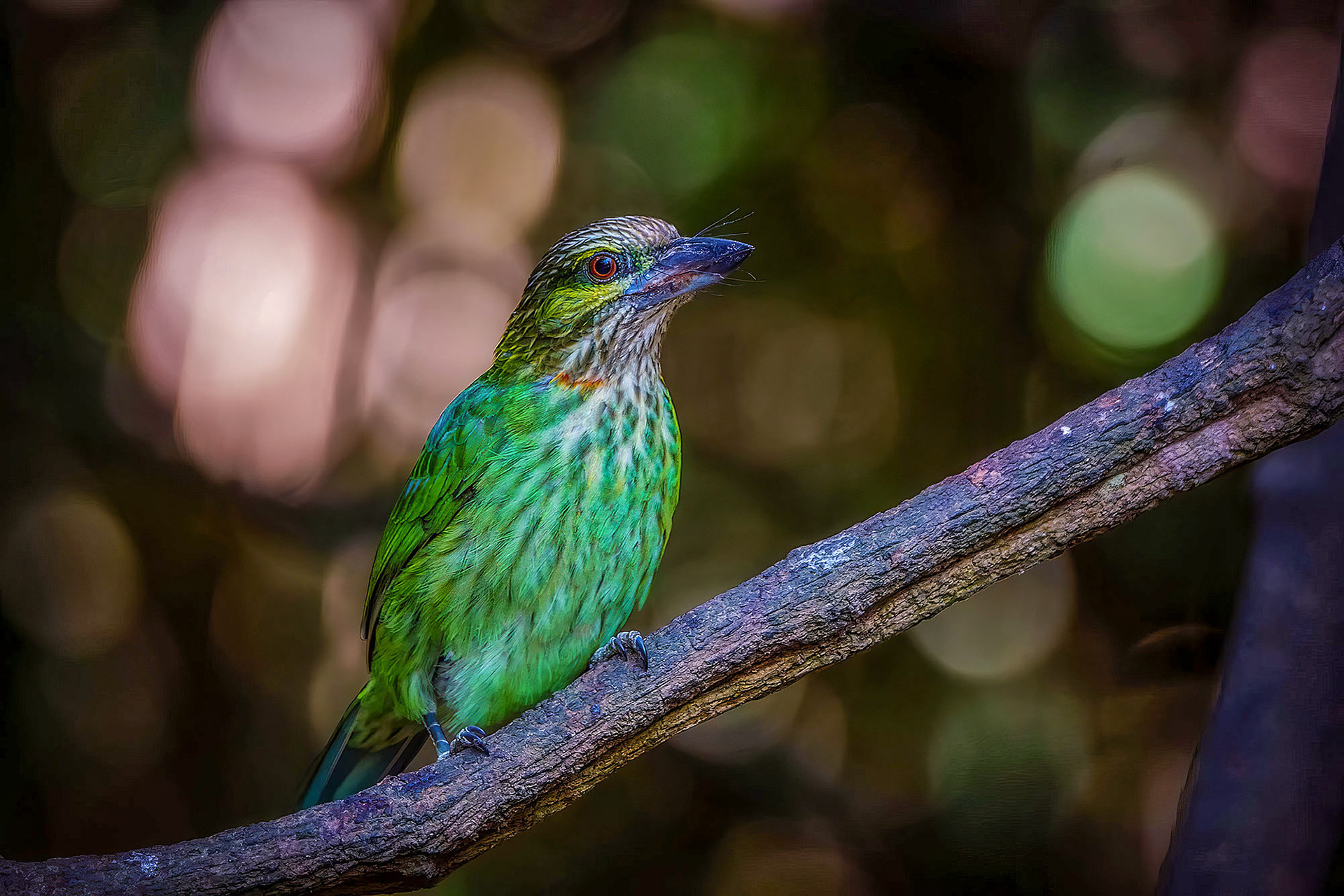 Grünohr-Bartvogel