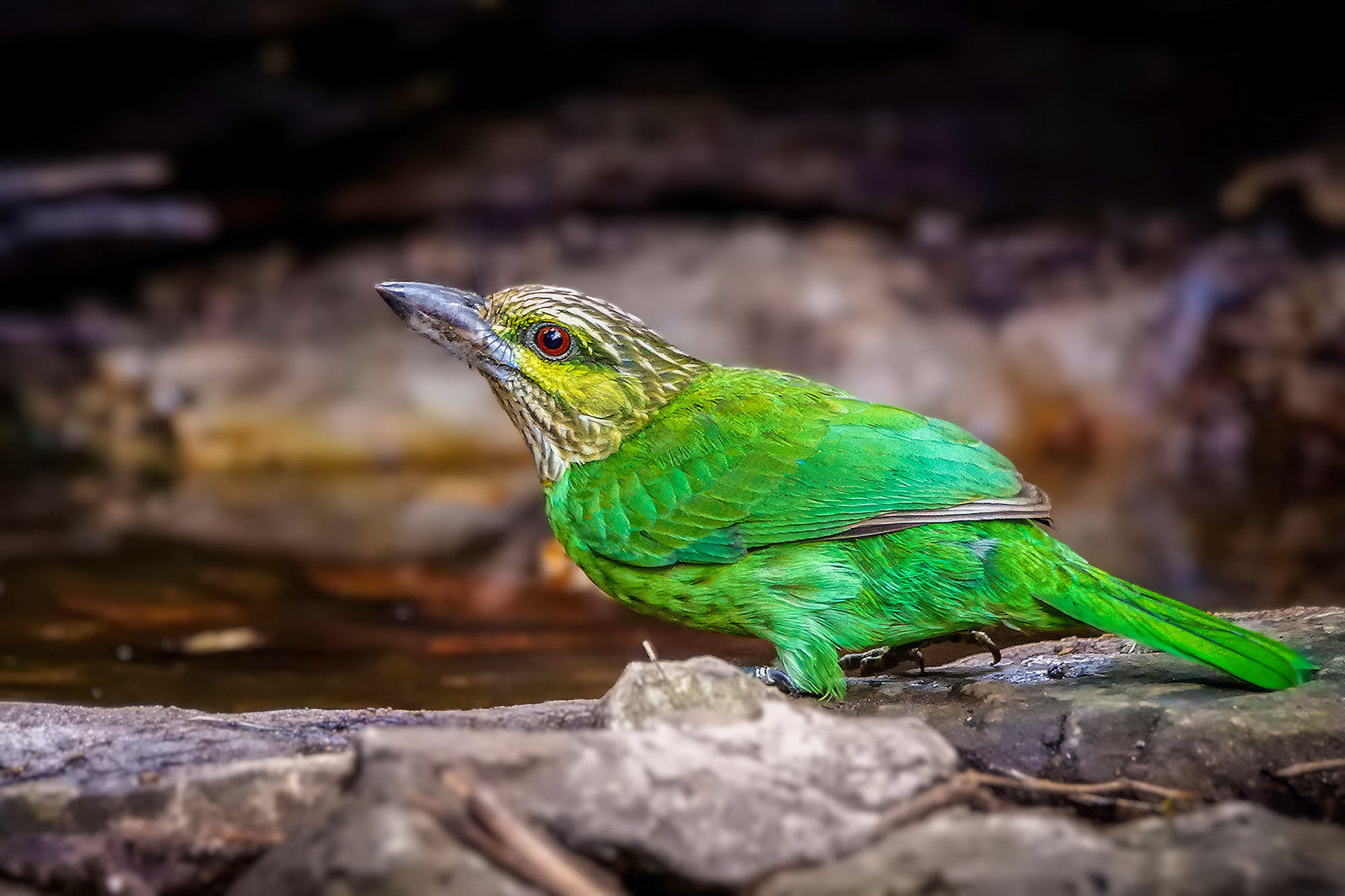 Grünohr-Bartvogel