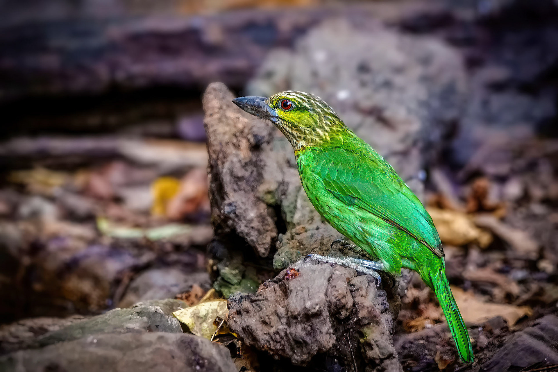 Grünohr-Bartvogel