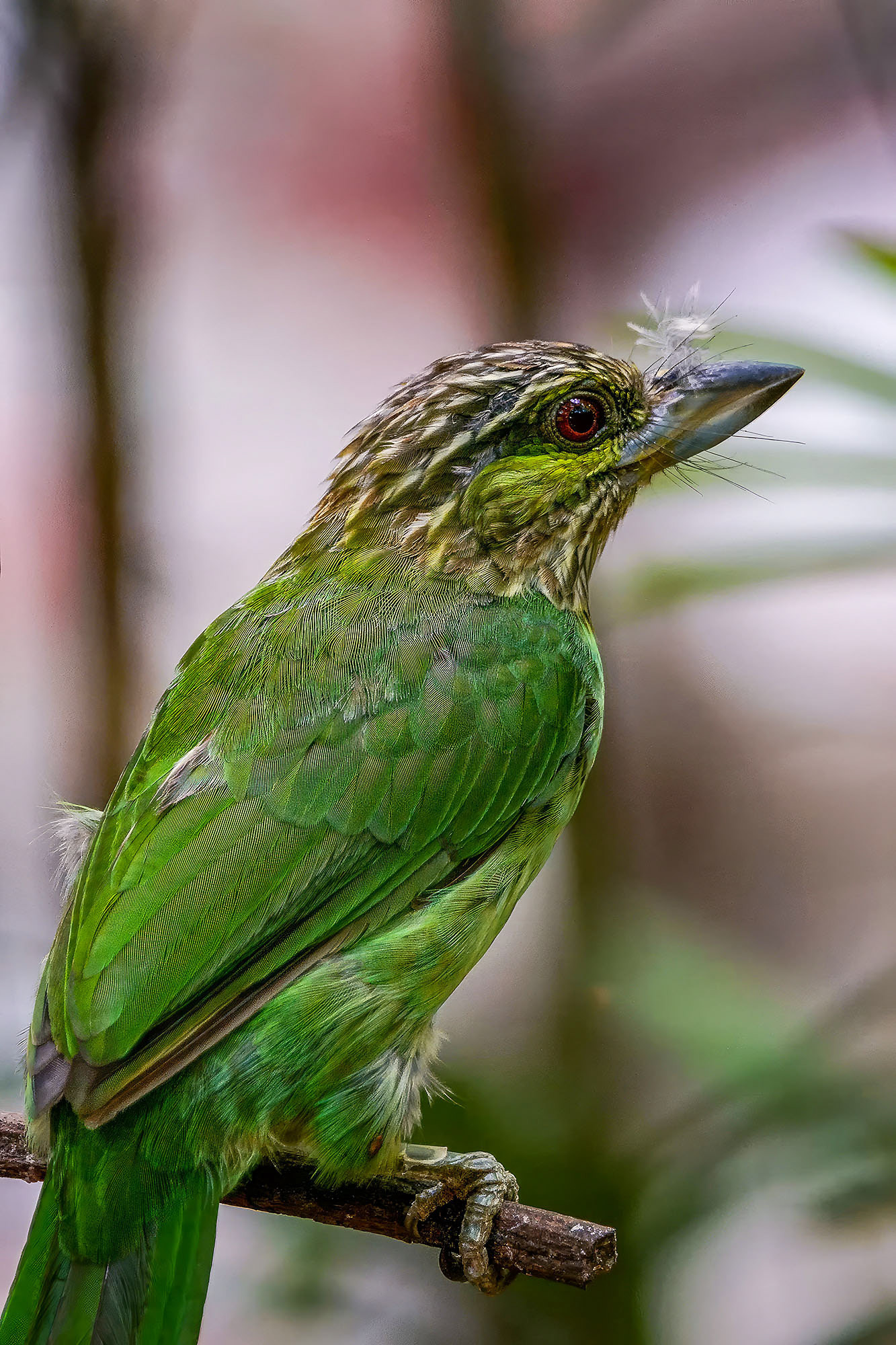Grünohr-Bartvogel