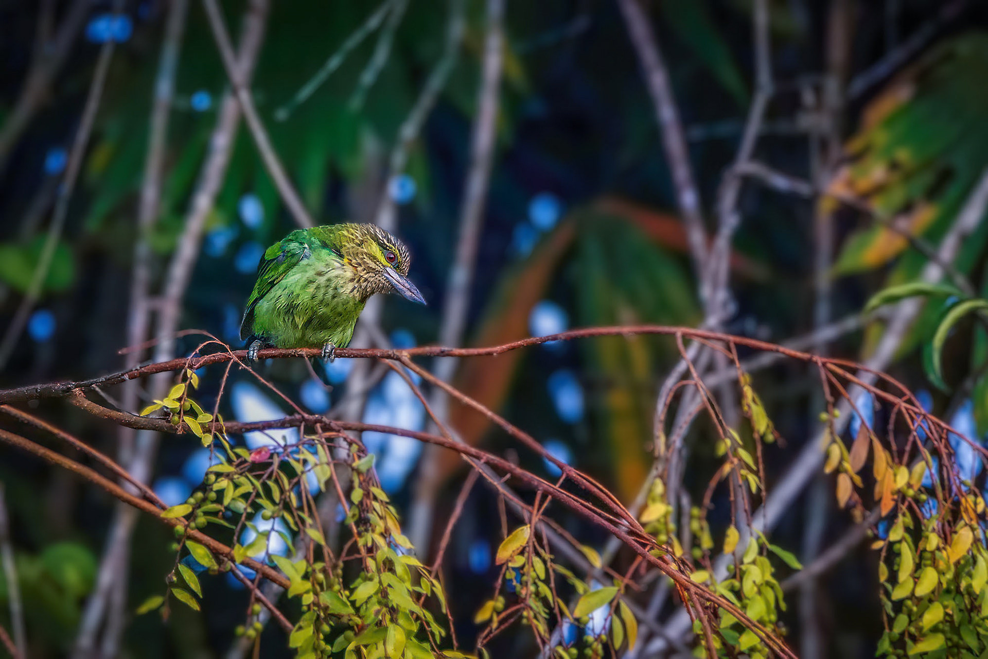 Grünohr-Bartvogel