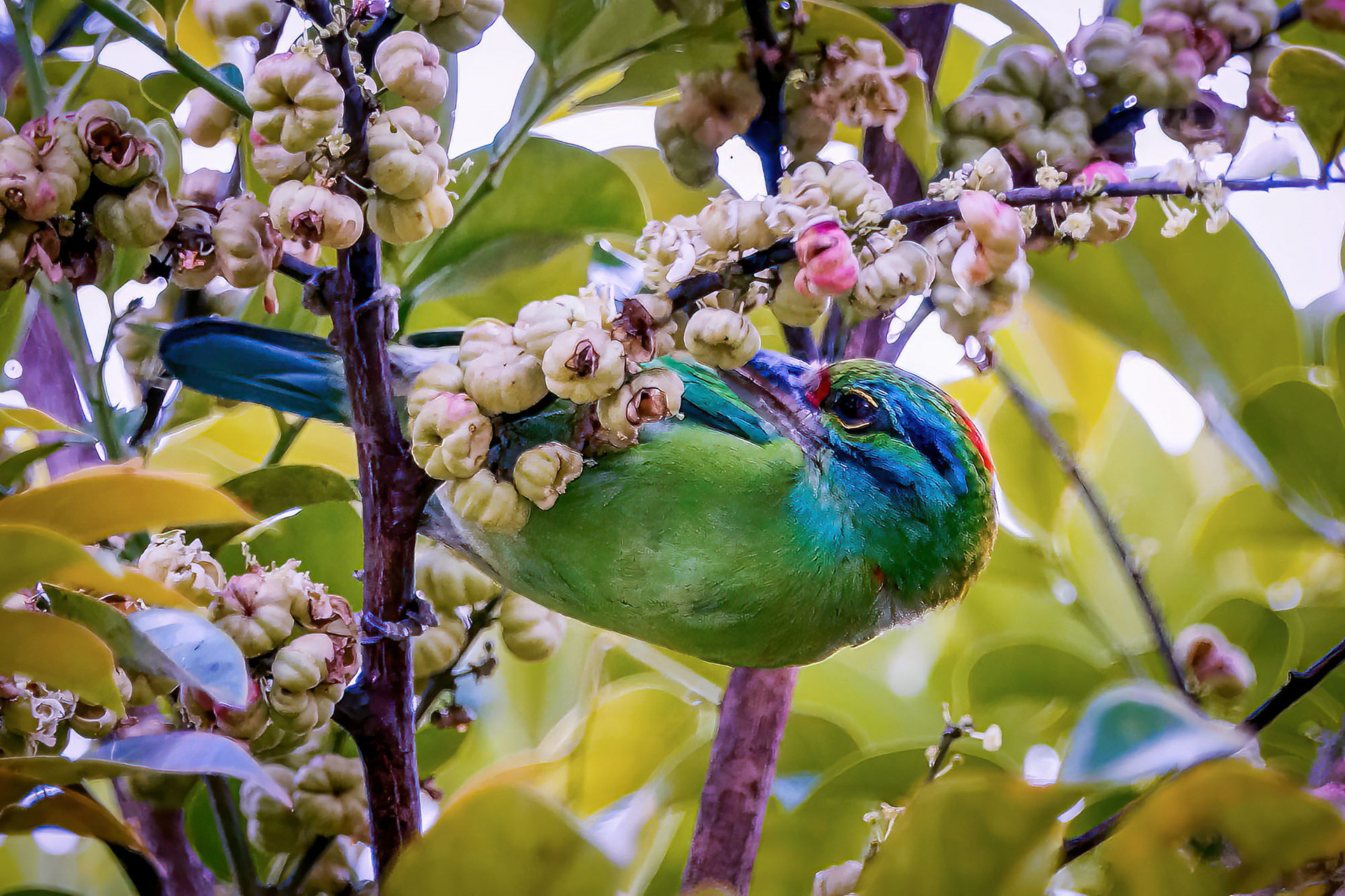 Grünscheitel-Bartvogel