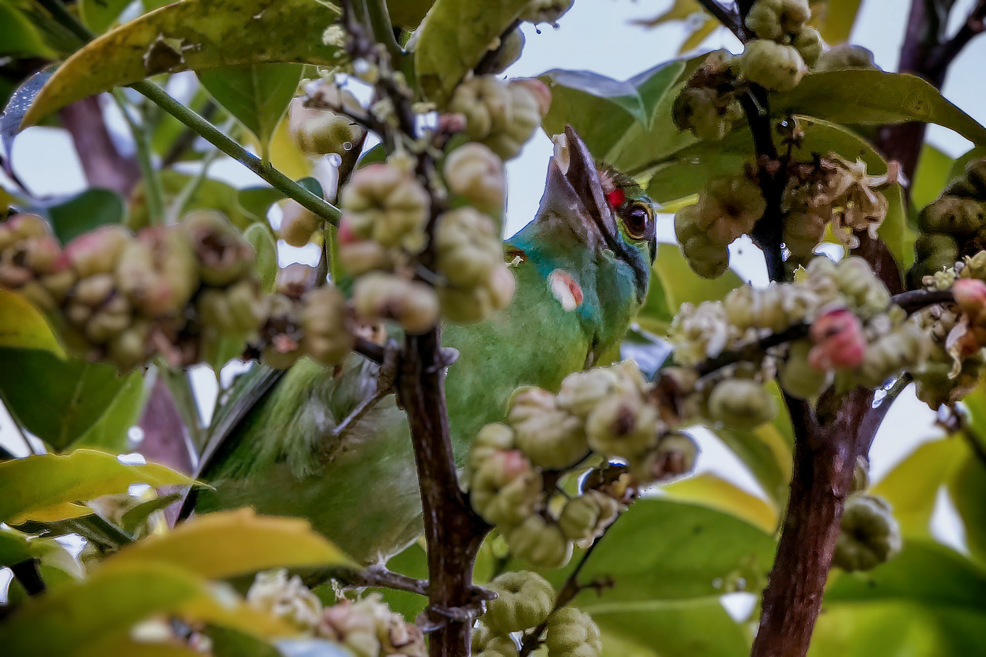 Grünscheitel-Bartvogel