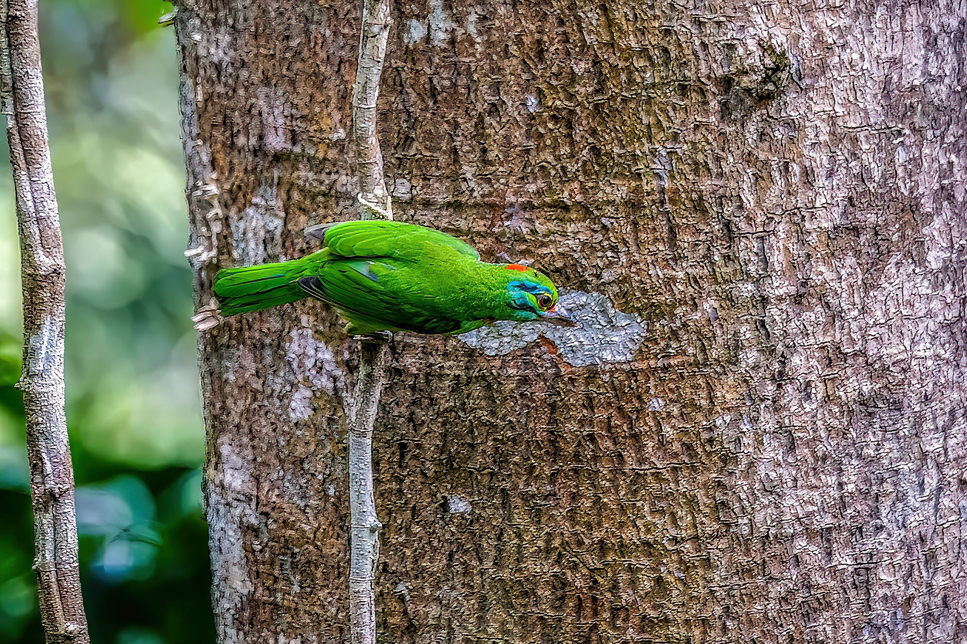 Grünscheitel-Bartvogel