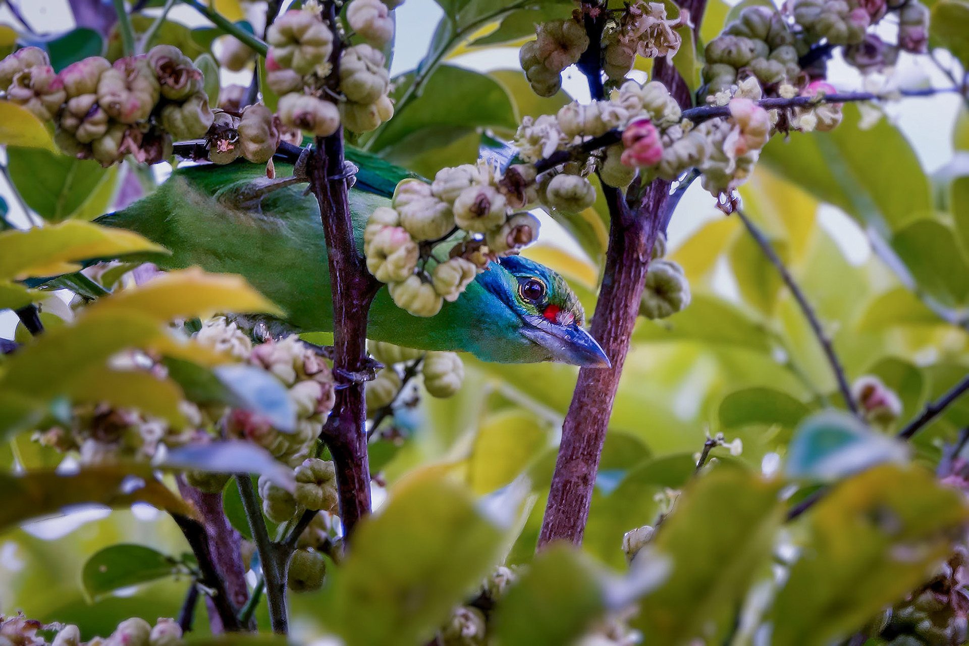 Grünscheitel-Bartvogel