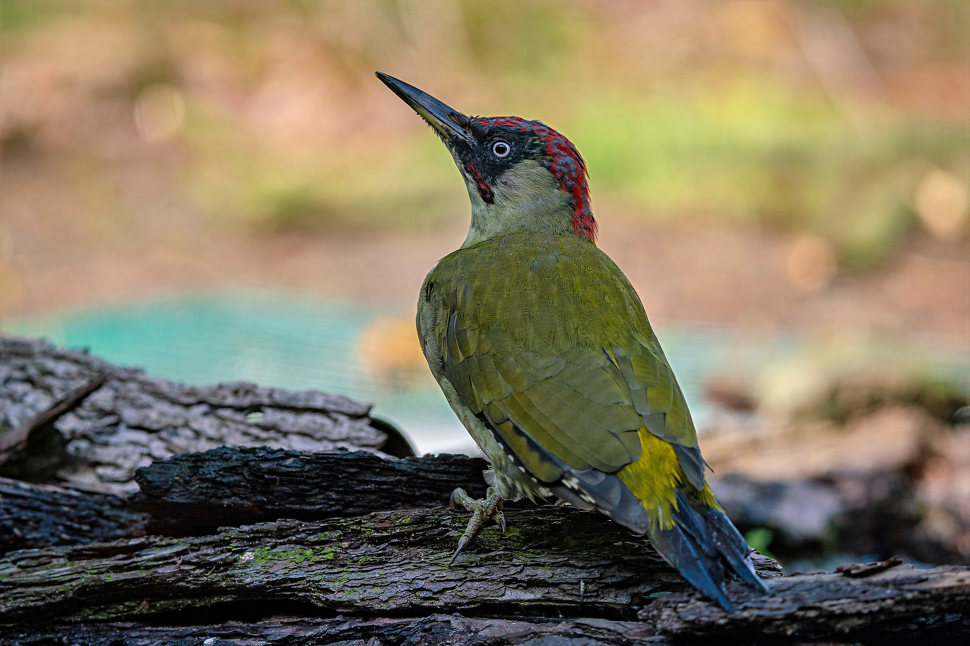 male